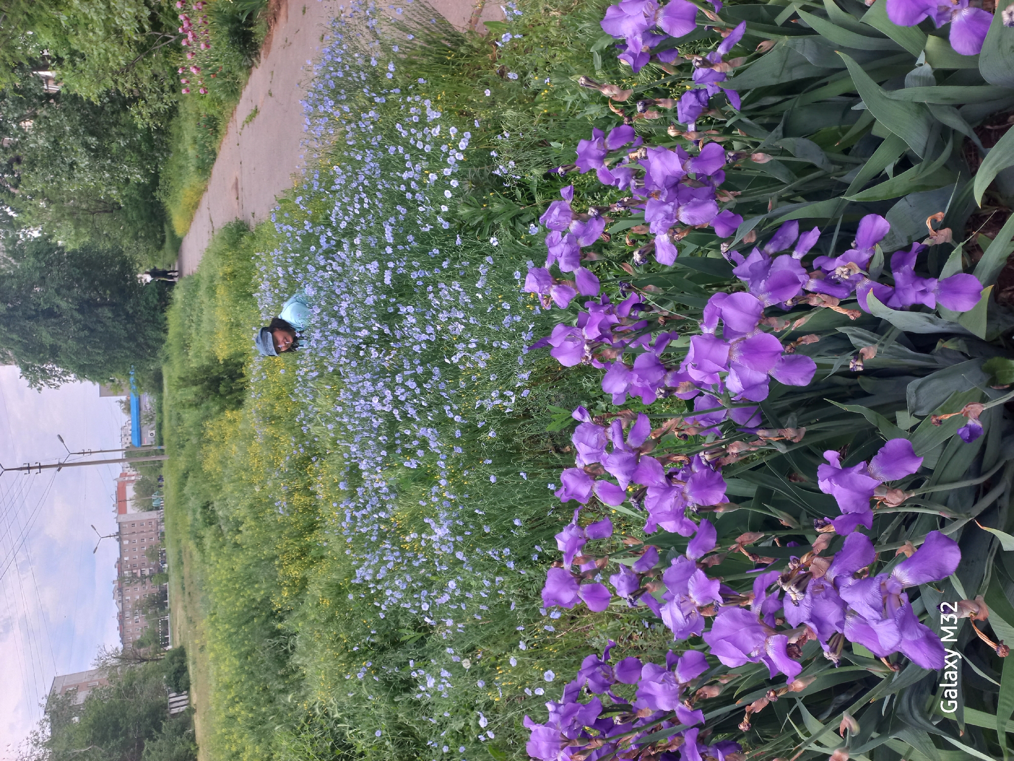 A horizontal, medium-shot photo shows a vibrant flowerbed alongside a walkway. The flowerbed is filled with purple irises on the right and a mass of small, blue flowers mixed with green vegetation on the left. A person wearing a blue shirt and cap is crouched near the blue flowers. A concrete walkway runs parallel to the flowerbed, with a glimpse of a person walking in the distance. Buildings are visible in the background. The image bears the watermark "Galaxy M32". This photo was likely taken in Volzhsky, Russia.