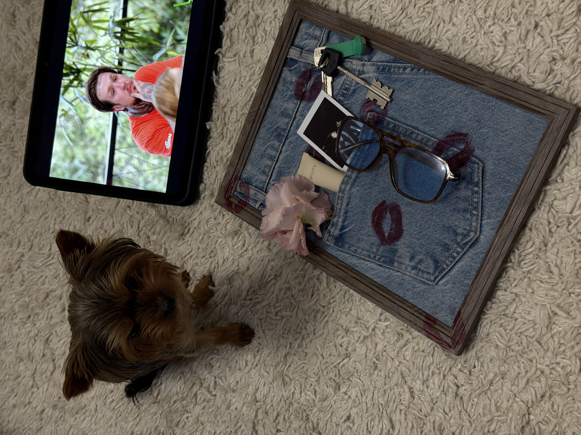 A small Yorkie dog is facing upwards, to the left of a black tablet computer displaying a man in an orange shirt in front of a green bamboo-like background. To the right of the tablet is a framed section of denim fabric with a back pocket, positioned on a textured, off-white rug. Inside the pocket are a set of keys, a cream-colored tube with the word "PUSY" visible, a small photograph, and a pair of eyeglasses. The denim is decorated with several red lipstick kiss marks, and a pink flower is placed near the pocket. There is no definitive evidence within the image to confirm the location as Krasnoyarsk, Russia.
