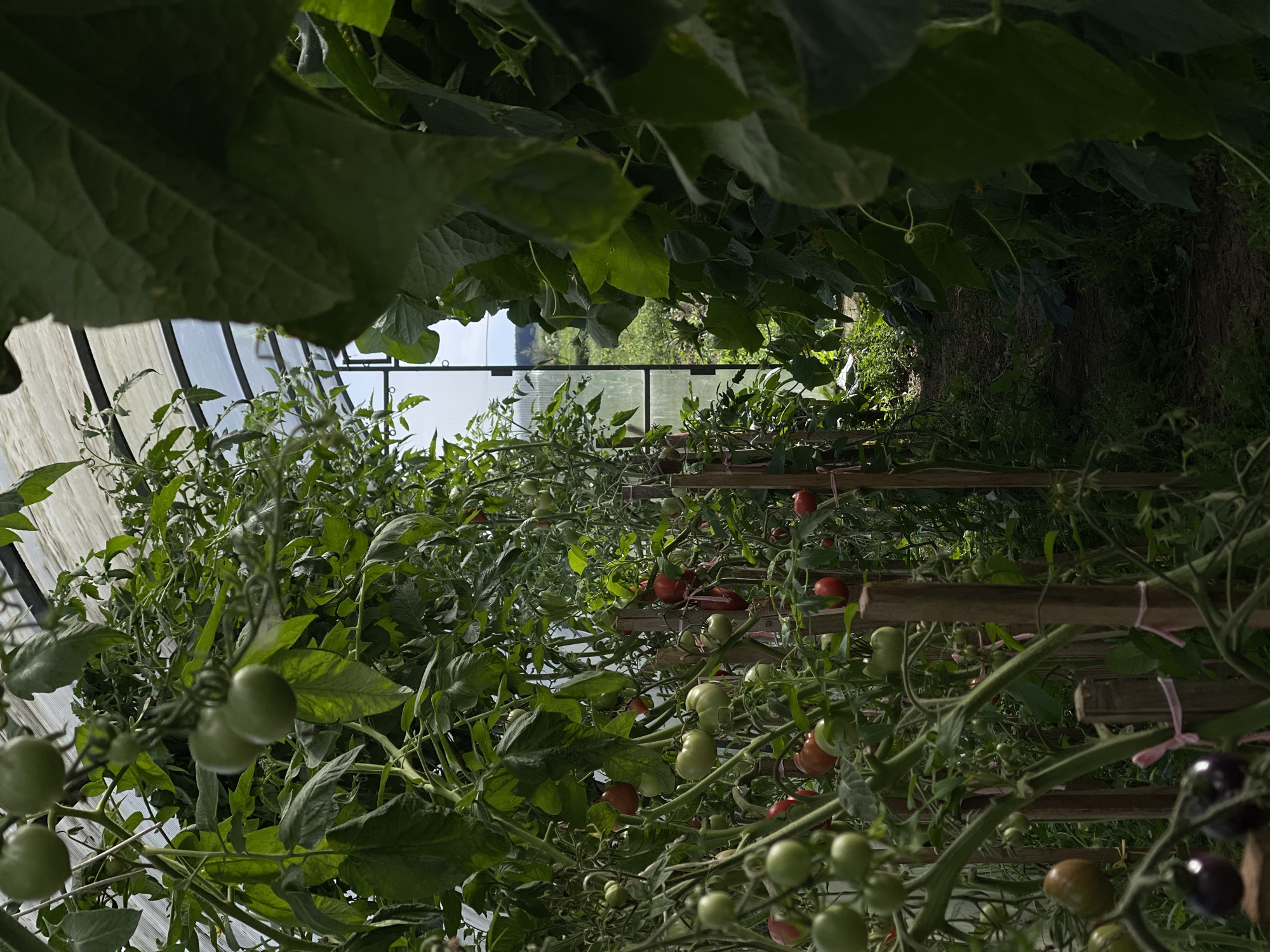 A greenhouse with a path leading through it, overgrown with tomato plants and other greenery. The greenhouse has a translucent roof and sides made of corrugated plastic. Several wooden stakes are used to support the tomato vines. The path is made of dirt and covered with grass. In the foreground, the leaves of a large plant obscure the view. In the background, a field of grass and trees can be seen under a bright sky. This scene is located in the city of Perevoznoye, Russia.