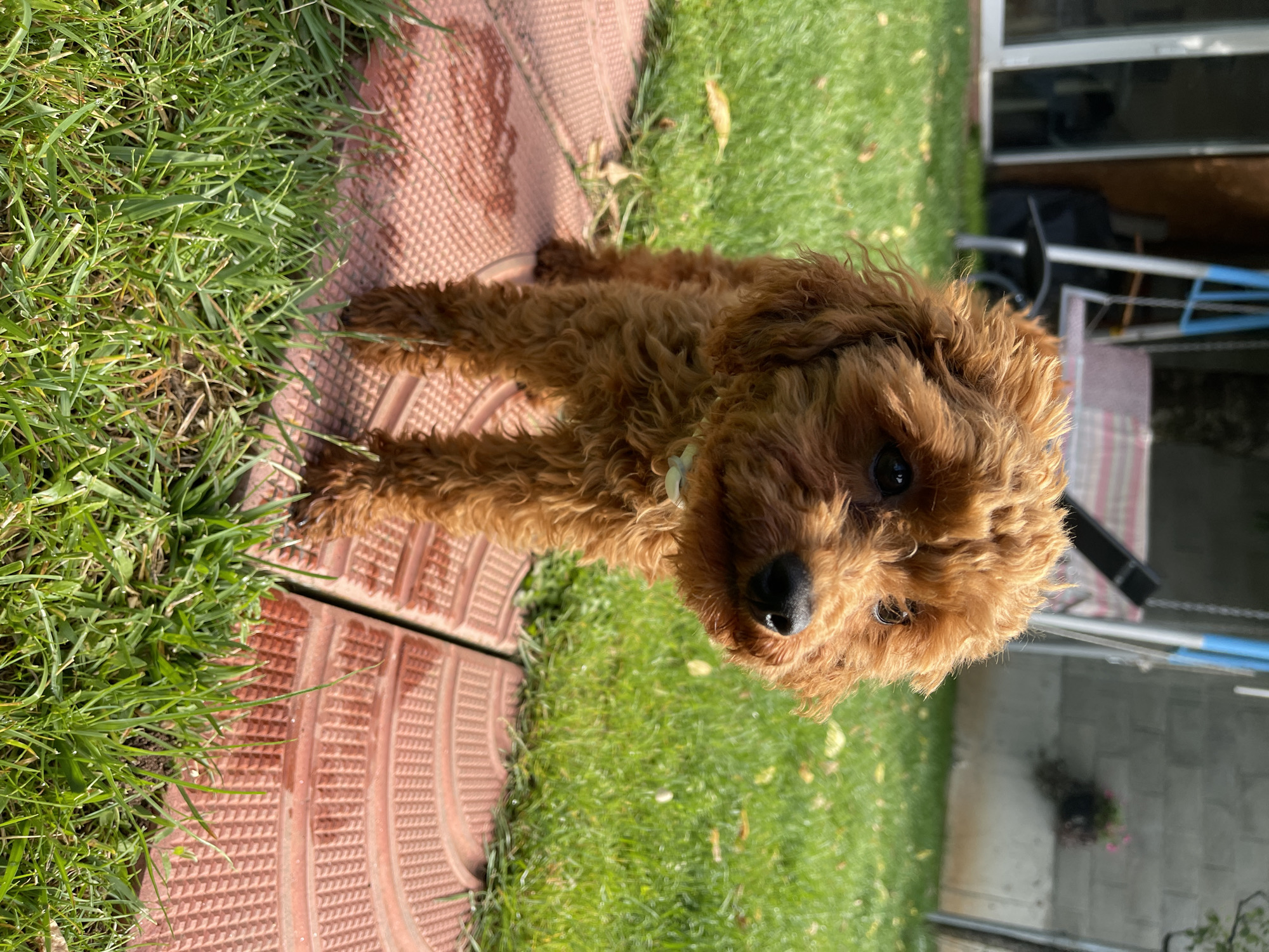 A small, fluffy, reddish-brown dog with curly fur, resembling a poodle or doodle mix, is the central subject of this outdoor photograph taken in Sofia, Bulgaria. The dog is positioned low in the frame, looking directly upwards and towards the camera with an alert and curious expression. A light-colored collar is visible around its neck.
The setting is a sunlit outdoor area, likely a backyard or garden. The ground is covered with vibrant green grass on the left side of the frame, contrasting with reddish-brown, textured paving stones or tiles on the right, which feature a patterned surface. The strong, direct sunlight indicates it is daytime, casting visible shadows.
In the background, beyond the dog and the immediate ground cover, more green grass can be seen, leading to a glimpse of a residential area. A building with windows is partially visible in the upper right background, along with what appears to be outdoor furniture or equipment, including a white and blue drying rack. The scene conveys a peaceful, sunny day. There is no visible text in the image.