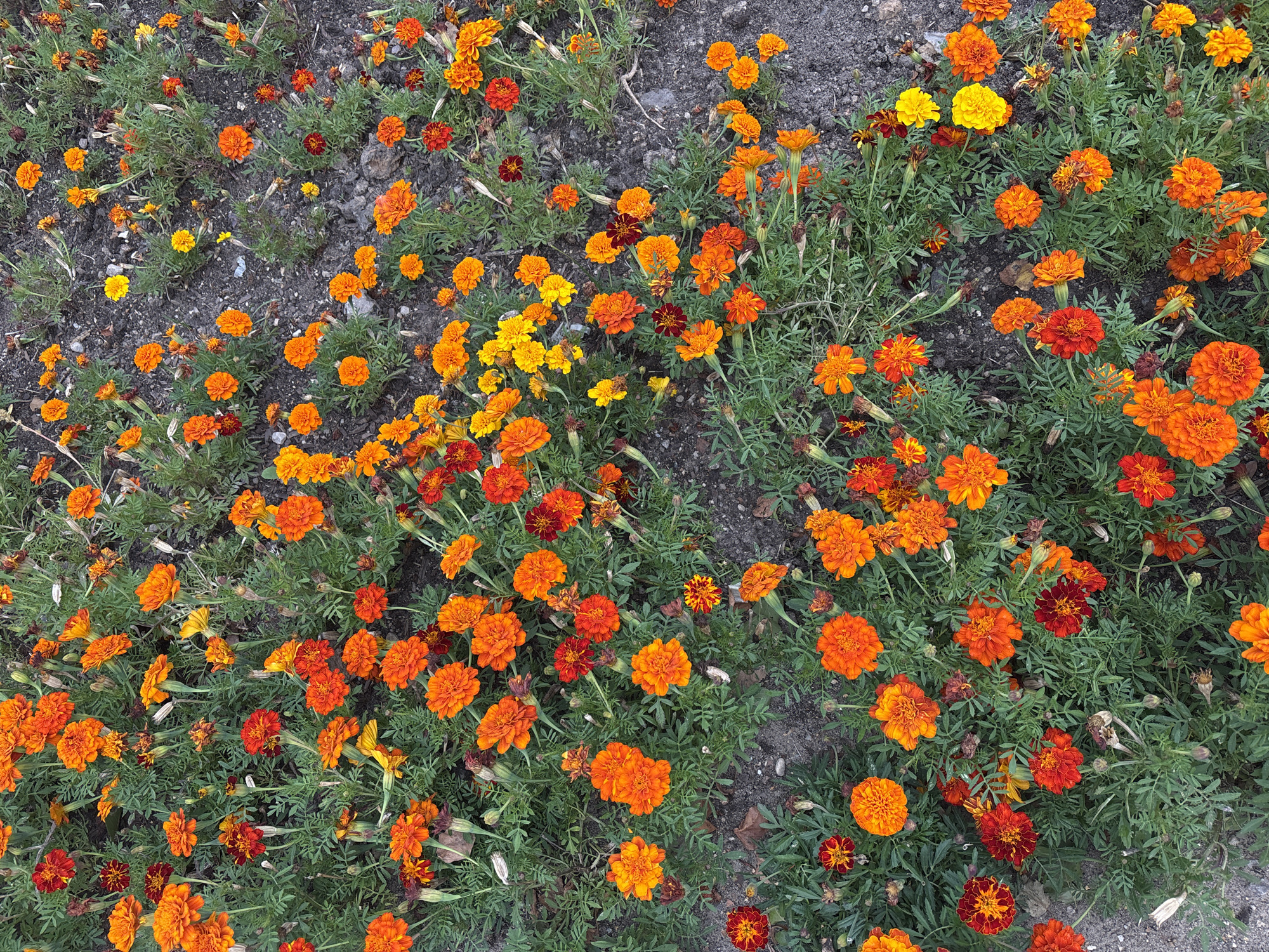 A dense, overhead, full shot captures a patch of marigolds in bloom. The flowers are a mix of bright orange and deep red, with some yellow varieties present. They are clustered together, with their green, feathery foliage filling the spaces between the blooms. The ground beneath them is a dark, gravelly soil. The scene appears to be an outdoor garden or park setting. There are no people visible in the image. The lighting is even, suggesting it might be overcast or taken during indirect sunlight. The location is Zvenigorod, Russia.