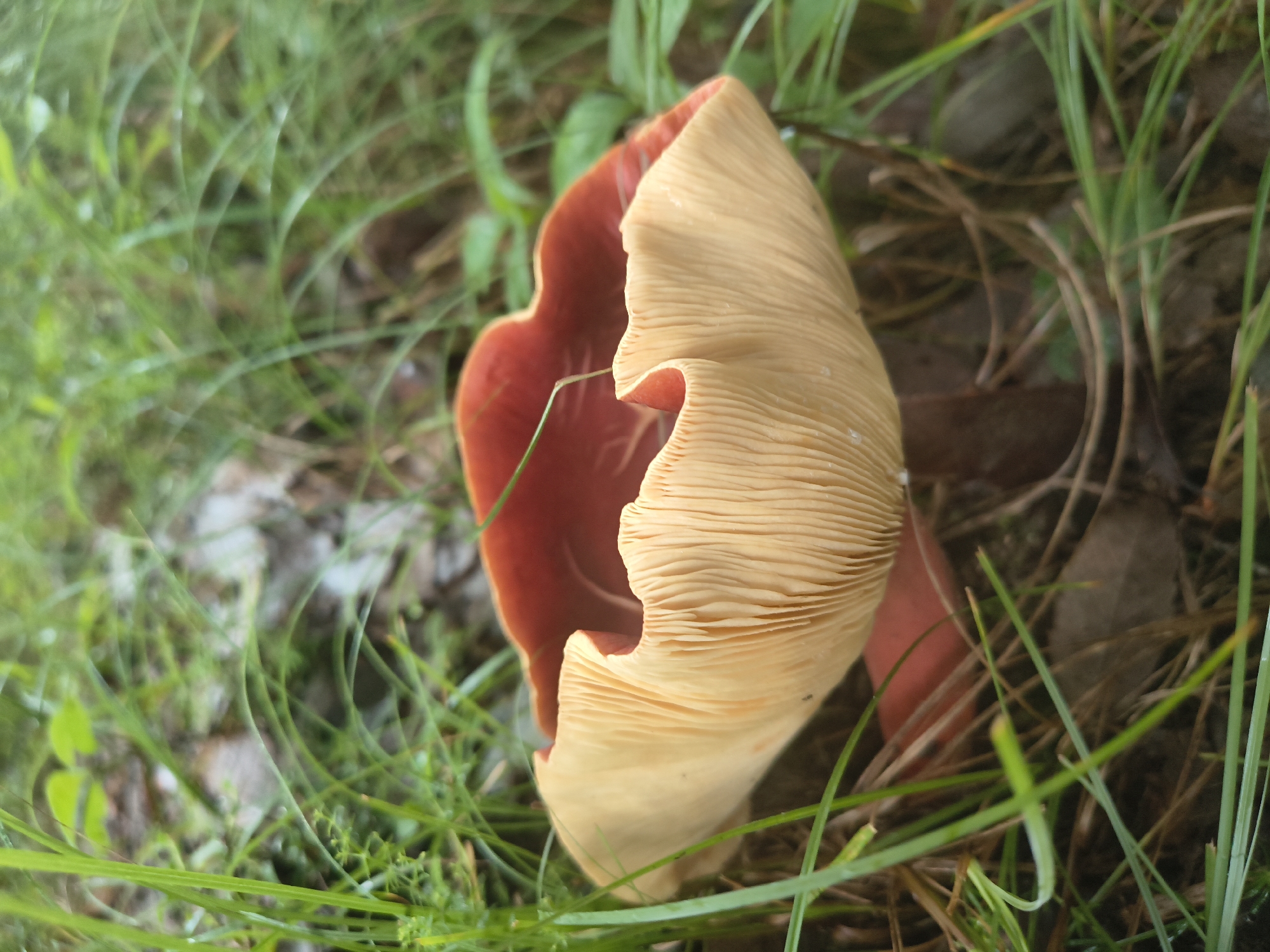 An overhead, close-up shot shows a light tan mushroom with bright red gills growing in a grassy, wooded area. The mushroom cap is partially open, revealing its red gills. The mushroom is surrounded by green grass and fallen leaves. The image is a medium shot, and there is no indication of it being in Haini, India.