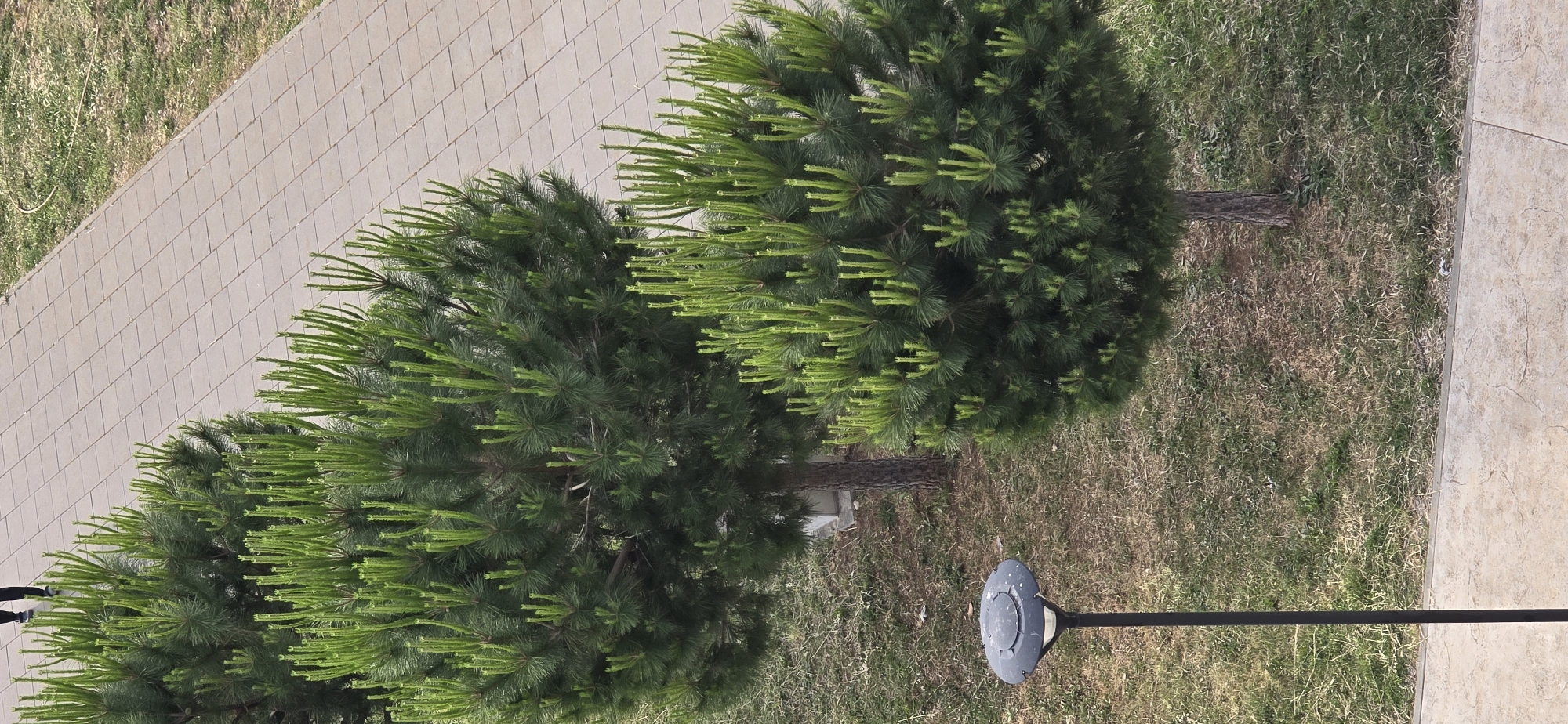 The image shows a section of a walkway lined with three small, round pine trees. The walkway is made of rectangular paving stones. Next to the walkway is a strip of grass. A lamppost is situated near the trees, with a round, flat lamp head. The scene appears to be outdoors in an urban or landscaped area, likely in Bar, Montenegro, given the prompt.