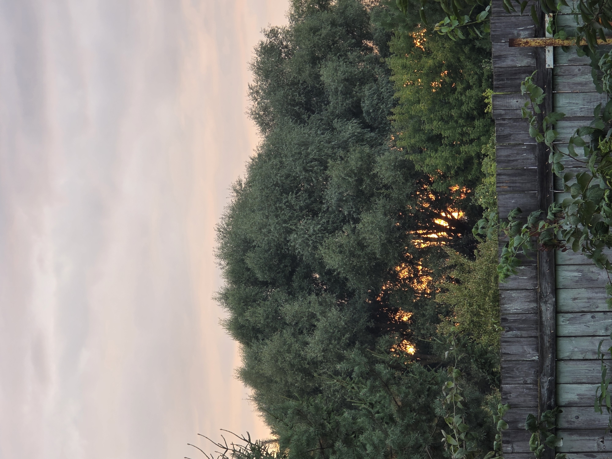 A medium shot captures a wooden fence in the foreground with dense green foliage growing over it. Behind the fence, a line of trees with lush green leaves stretches across the frame. The sky above is a soft, pale pink and grey, indicative of either sunrise or sunset. The warm glow of the setting or rising sun is visible through the branches of the trees, creating an ethereal effect. The overall scene evokes a serene and natural environment, likely a backyard or garden area. The image does not contain any people or specific urban features that would pinpoint a location within the city of Речицы, Russia.