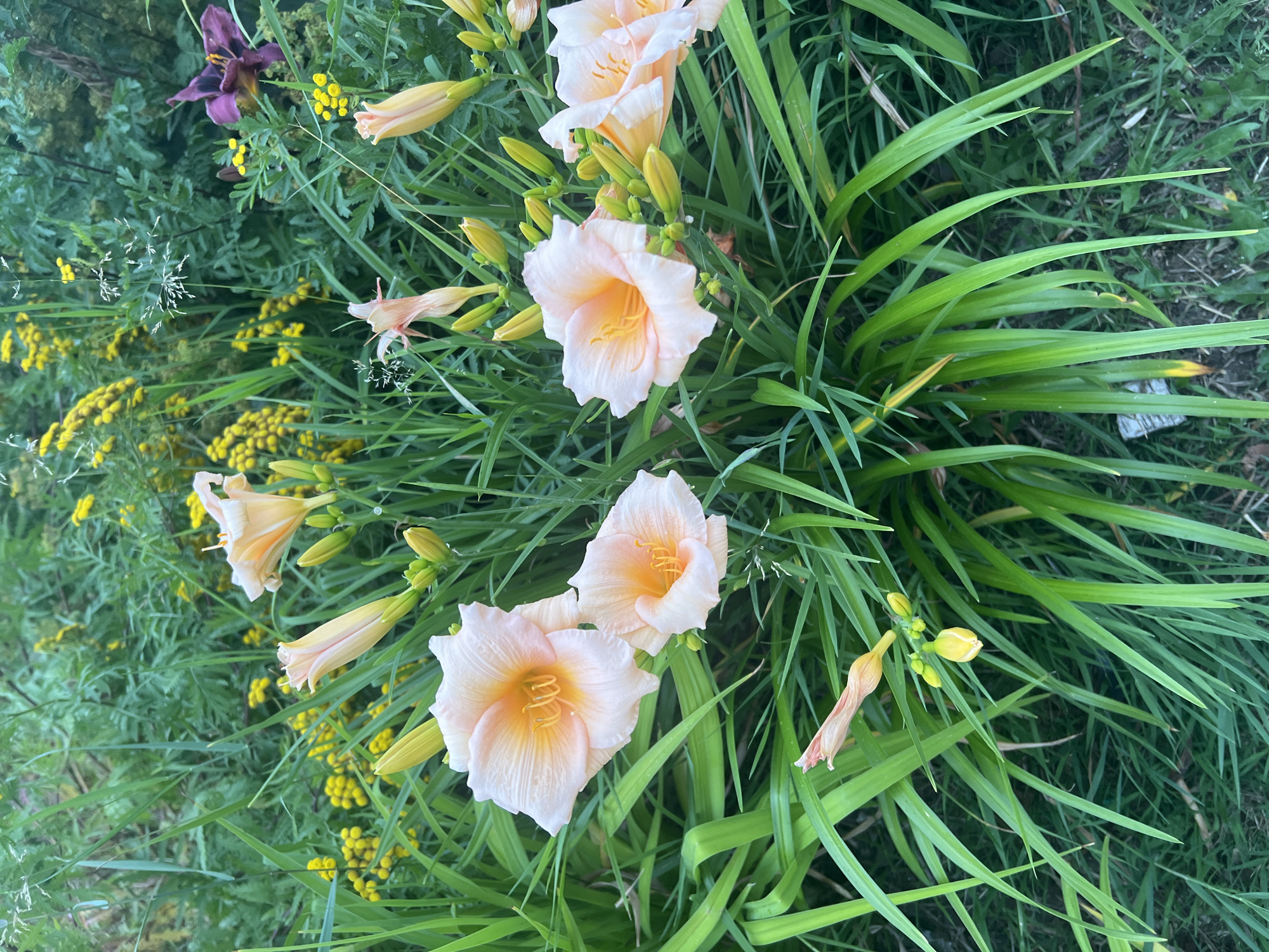 The image depicts a close-up view of a garden bed with numerous flowering plants and foliage. The dominant subjects are several pale peach-colored daylilies, with delicate, ruffled petals and yellow centers. There are also numerous green buds clustered around the open blooms, suggesting active growth. In the background, a profusion of bright yellow flowers, possibly tansy, and various green leafy plants create a lush, slightly overgrown appearance. A single deep purple lily is visible in the upper right quadrant, adding a contrasting color to the scene. The overall impression is one of a vibrant, natural garden setting. The image does not contain any people or objects that would indicate a specific location within the city of Veliky Novgorod, Russia.