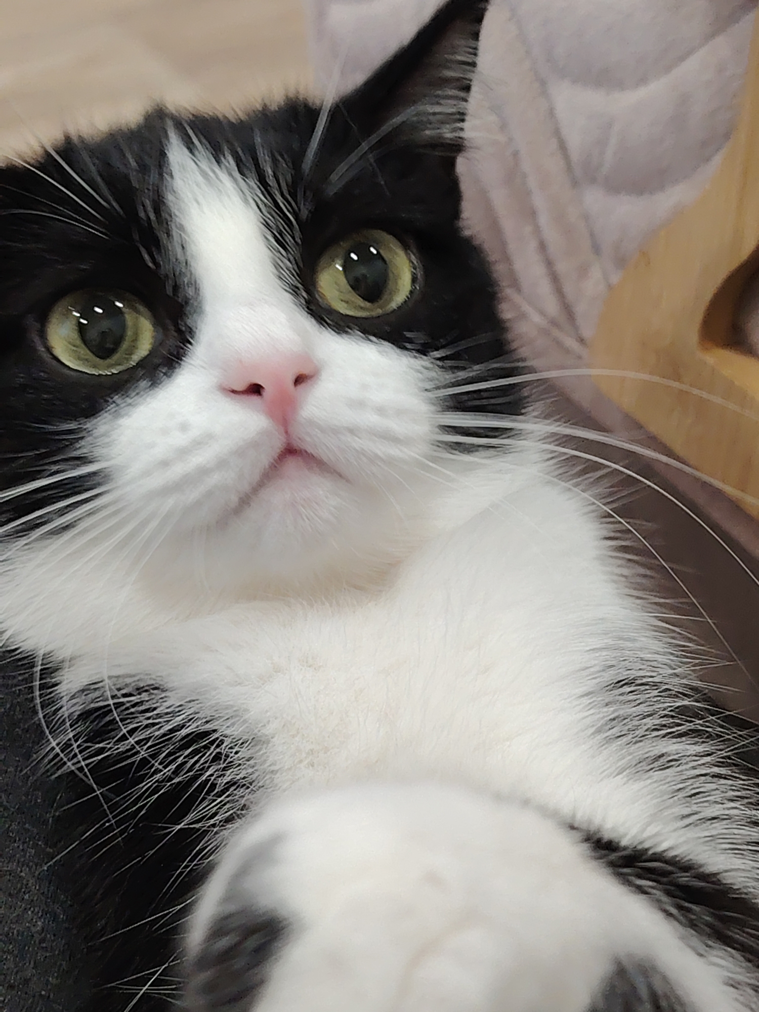 A close-up photograph captures a tuxedo cat with striking green eyes and a pink nose. The cat's fur is predominantly white on its chest and face, contrasted with black markings. The cat appears to be indoors, with a soft, light-colored fabric and a wooden object faintly visible in the background. The cat's gaze is directed upwards.