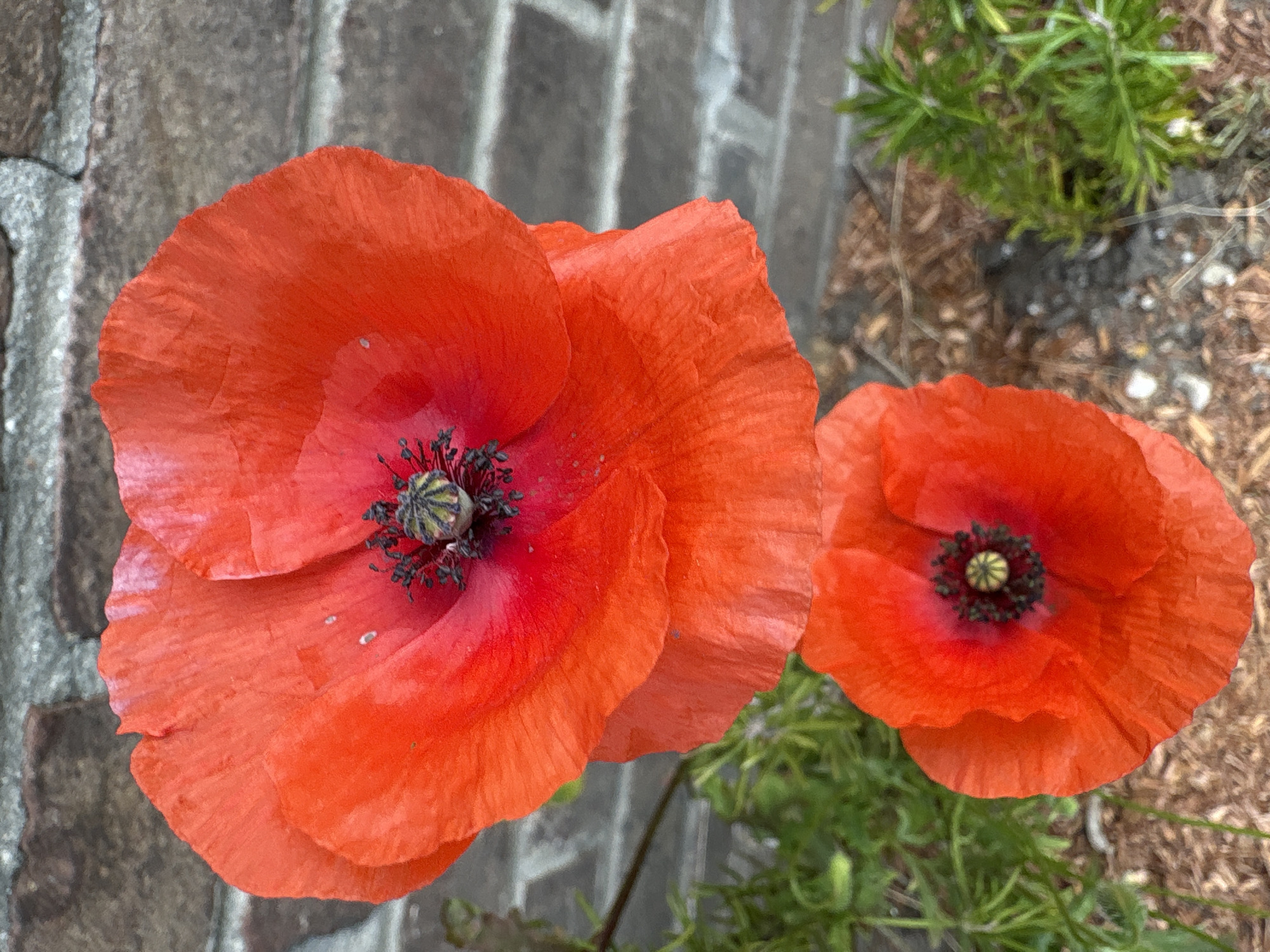 The image shows a close-up of two vibrant red poppies with dark centers, set against a blurred background of a brick wall and greenery. The poppies are in focus, with delicate petals and visible stamens. One poppy is larger and positioned in the upper part of the frame, while a smaller one is situated below it. The setting appears to be an outdoor environment, potentially a garden or a street-side planting. No people or specific landmarks identifying Heerlen, Netherlands, are visible in the image.