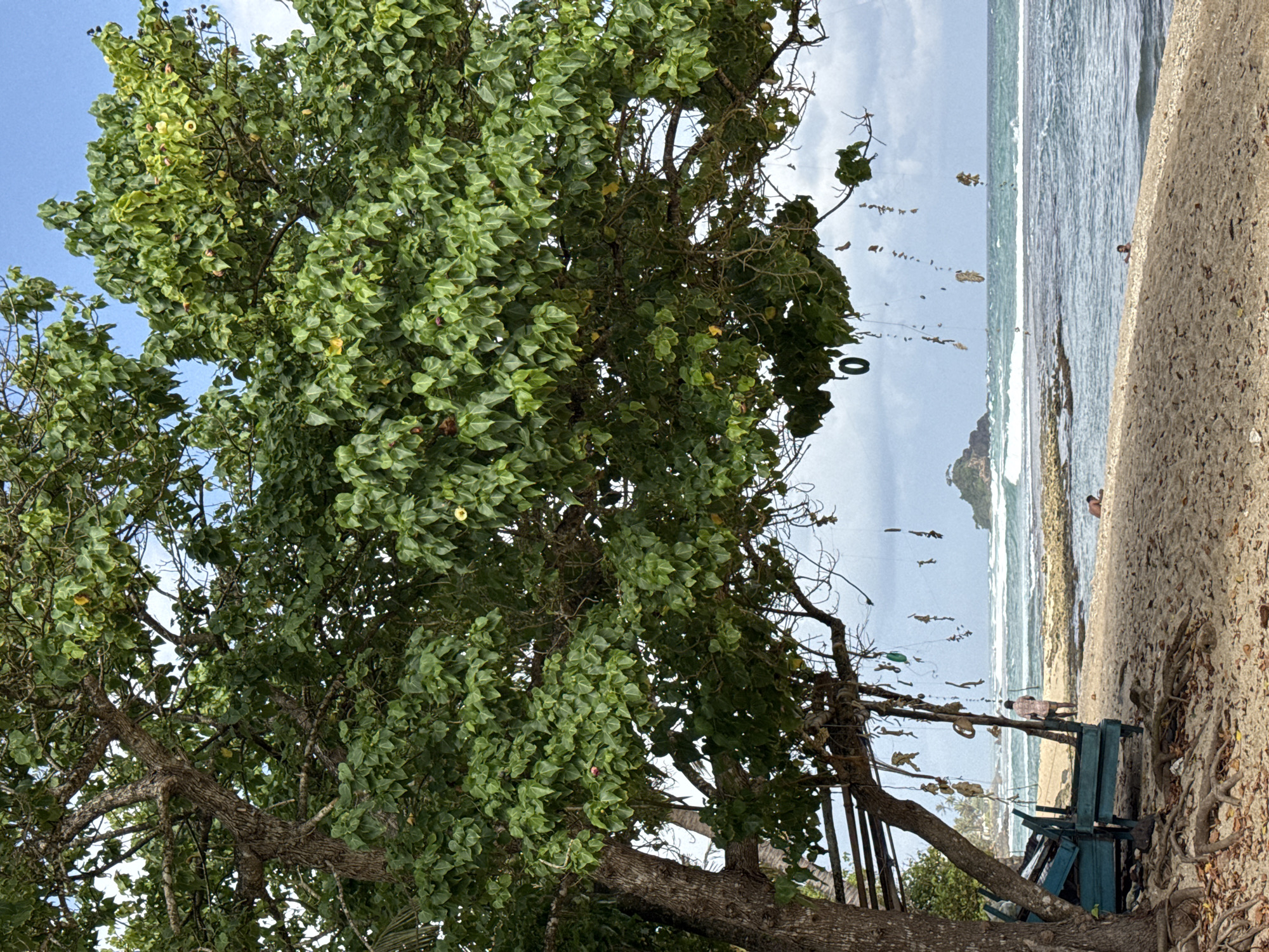This image depicts a scene on a sandy beach in Goviyana, Sri Lanka, under a partially cloudy sky. In the foreground, the gnarled roots of a large tree are visible on the sand. To the left, two weathered, teal-colored benches are partially obscured by the tree's trunk and foliage. Hanging from the branches of the tree are various small, decorative items, including what appear to be shells and other natural objects, as well as a dark, circular object.
A person stands near the benches, facing the ocean. The ocean itself is a prominent feature, with moderate waves breaking on a rocky shoreline. In the distance, a small, verdant island rises from the water. The beach extends towards the ocean, with a few scattered rocks and pebbles visible near the waterline. Another person is lying down on the sand closer to the water's edge on the right side of the frame. The overall environment suggests a tropical coastal location.