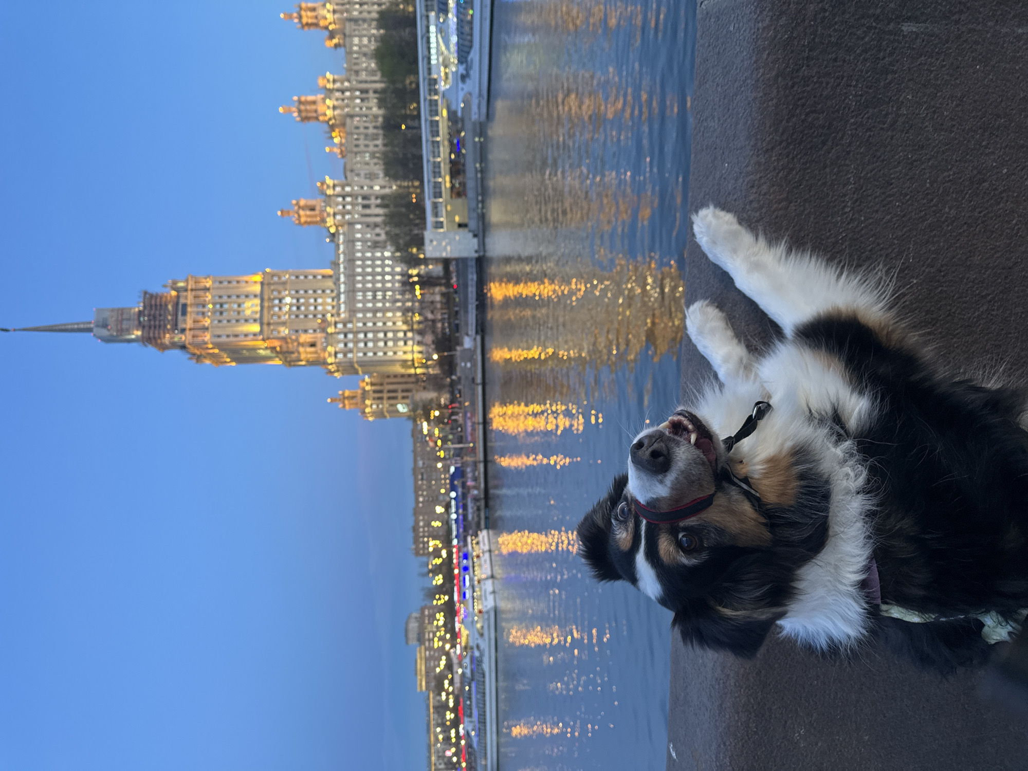 This image captures a vibrant evening scene in Moscow, Russia, featuring a dog by a river with an iconic city skyline.
In the foreground, a fluffy dog, likely an Australian Shepherd or similar breed, lies comfortably on a dark, paved surface, presumably an embankment. The dog has striking black, white, and brown markings and wears a dark collar with a red stripe. It looks directly at the viewer with an open-mouthed, seemingly happy or playful expression, showing a glimpse of its teeth. Its eyes are bright and alert.
Beyond the dog, a body of water, likely a river or canal, flows across the midground. The water beautifully reflects the numerous city lights from the opposite bank, creating shimmering patterns of orange, yellow, and white.
Dominating the background is a towering, ornately designed skyscraper, brightly illuminated against the clear blue-grey evening sky. This distinctive building is characteristic of Moscow's architecture. Along the riverbank, numerous other city buildings are visible, all aglow with lights, contributing to the cityscape. The sky shows the transition from late dusk to early night.
The overall scene conveys a serene yet lively atmosphere of an urban evening, with the playful dog adding a personal touch to the grand city backdrop. No visible text is present in the image.