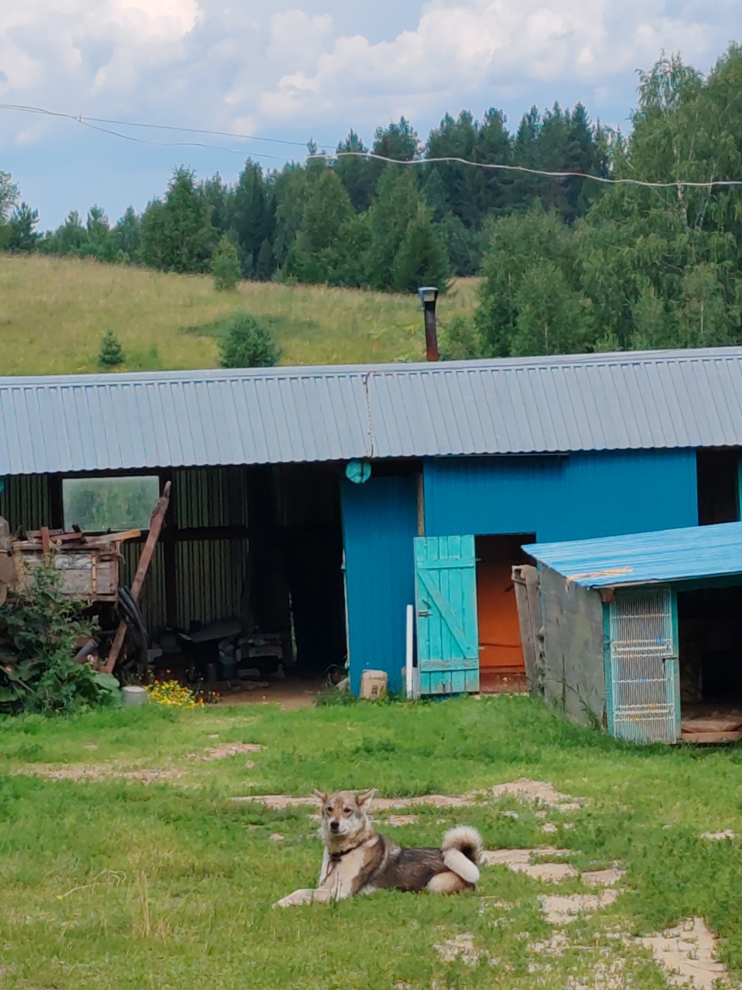 The image depicts an outdoor scene in an unspecified rural location, possibly the city of Chuchlam, Russia. In the foreground, a medium-sized dog with light brown and white fur is lying on a grassy area. The dog is wearing a red collar and appears to be relaxed. Behind the dog is a grassy field that slopes upwards towards a dense forest. In the middle ground, there are several structures. A long, blue building with a corrugated metal roof is prominent. It has open doorways and windows, and a smaller, attached shed with a similar blue roof. The area around the buildings appears to be a yard or workspace, with various objects visible, including some wooden structures and tools. A thin metal pipe extends upwards from the roof of the blue building. The sky above is partly cloudy. The overall impression is of a rustic, possibly agricultural or homestead setting.