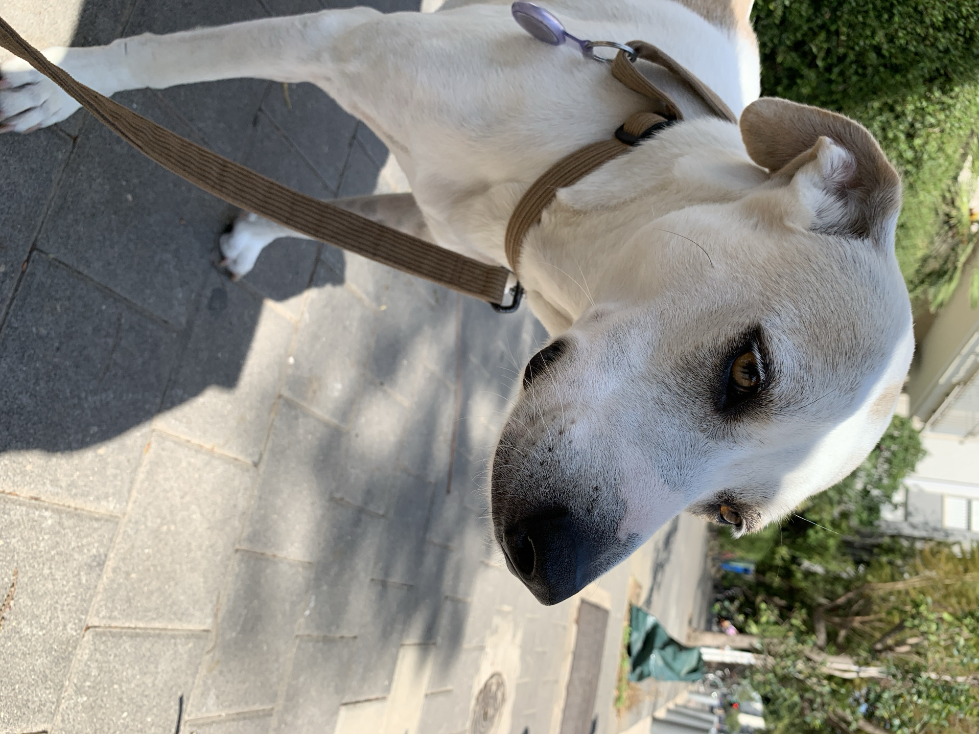 A close-up, canted shot depicts a light-colored dog wearing a brown collar and leash, standing on a paved walkway. The paving stones are a light gray. The dog's leash is draped towards the bottom-left corner of the image. The dog's head and face are the primary focus, showcasing its dark eyes and black nose.
In the blurred background, trees, greenery, and glimpses of buildings can be seen. The presence of bicycles and other urban elements suggests an outdoor environment. The location is likely Tel Aviv, Israel.