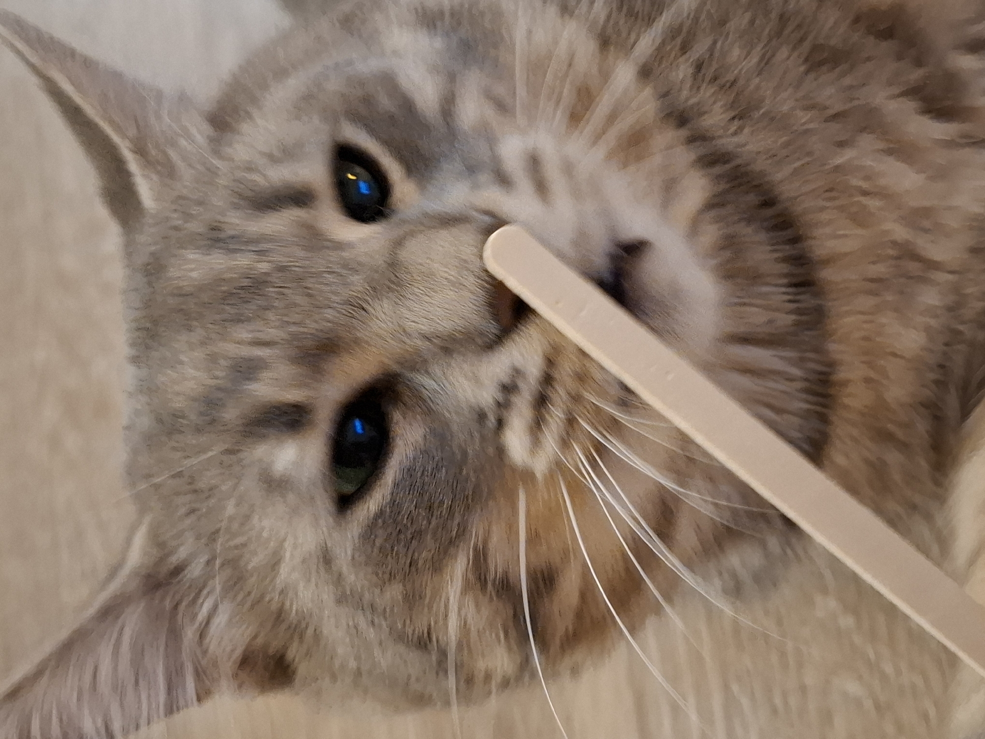 A close-up, eye-level shot captures a tabby cat's face, its fur a mix of grey, brown, and black stripes. The cat's green eyes reflect a bright blue light. A pale wooden stick is held horizontally across the frame, lightly touching the cat's nose and whiskers. The background consists of a light-colored, textured surface, possibly a floor or table. The image is sharp, focusing on the cat's features and the interaction with the stick. The scene does not provide any specific geographic or urban context.