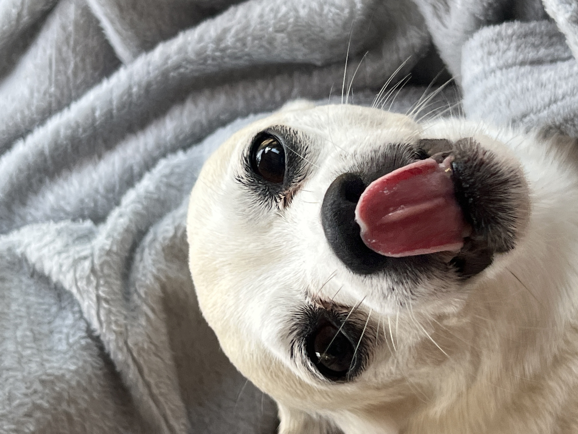 The image is a close-up, overhead shot of a dog lying on a soft, gray blanket. The dog is white with black markings around its nose and dark brown eyes. Its tongue is sticking out, licking its nose, suggesting a moment of enjoyment or grooming. The fluffy texture of the blanket is visible, with soft folds and a slightly blurred background that emphasizes the dog's face. The lighting is natural and diffused, creating a warm and intimate atmosphere. The dog appears relaxed and content in its cozy setting. No text is visible in the image. The location context provided is Kulishi, Ukraine, but there are no specific visual cues in the image to confirm this.