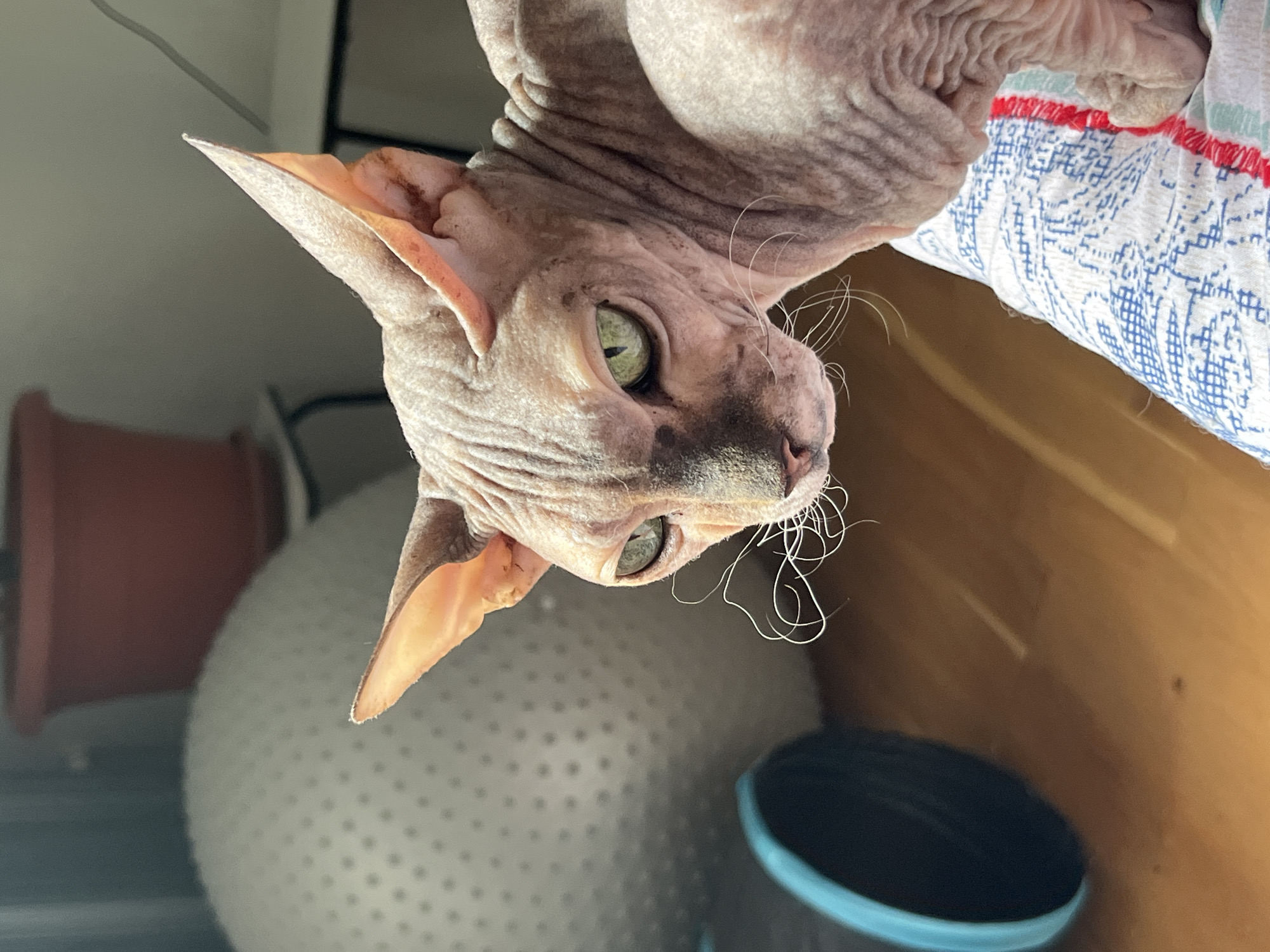 A close-up, eye-level shot shows a Sphinx cat with pale pink skin and green eyes, facing left. The cat is seated on a patterned surface, possibly a blanket or pillow, with red and blue designs. In the background, a large, textured white ball and a dark blue cylindrical object are visible. A terracotta plant pot sits on a shelf in the upper background. The lighting suggests the scene is indoors, with sunlight casting shadows. The image is taken in Ivanteyevka, Russia.