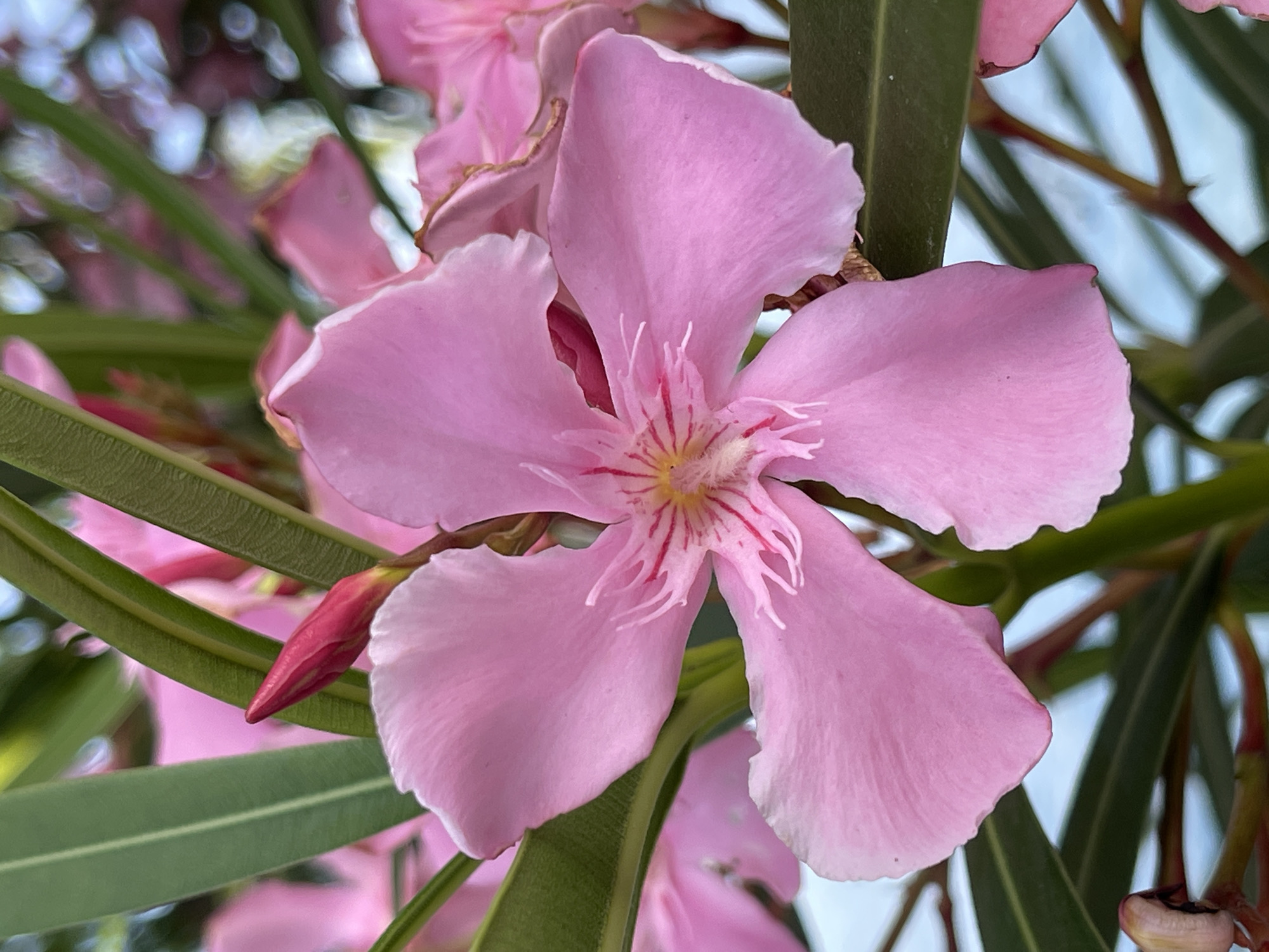 The image presents a detailed close-up of a vibrant pink flower, likely an oleander, in full bloom. The prominent flower, centrally placed, features five broad, delicate petals in a soft, light pink shade with gently wavy edges. Its distinct center displays a pattern of radiating deep pink or reddish stripes originating from a pale yellow or whitish core, surrounded by fine, light pink filaments.
Around the main bloom, several long, narrow, dark green leaves are visible, framing the flower and extending into the background. Other pink flowers, some partially visible and others blurred into soft bokeh, suggest multiple blossoms on the plant. A single, tightly closed red flower bud is noticeable on the lower left side, nestled among the green foliage, indicating new growth. The lighting is bright and natural, suggesting it was taken during the daytime. The focus is sharp on the central flower, with a shallow depth of field rendering the background softly blurred. The image captures a serene botanical scene, highlighting the intricate beauty of the flower and its surrounding leaves. There is no discernible activity taking place, nor is any text visible. The location context provided for this image is Đenovići, Montenegro.