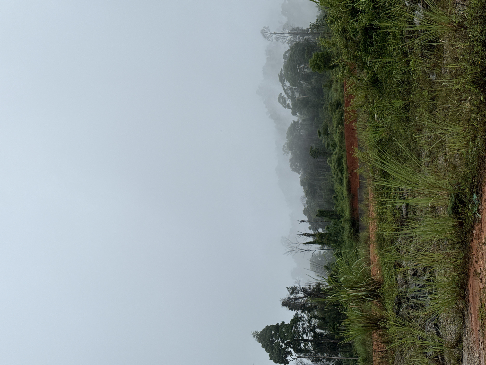 The image depicts a misty, overcast day in a rural or undeveloped area. In the foreground, tall, green grasses and some smaller vegetation are visible, growing on reddish-brown soil and rubble. A slight incline of this soil and debris forms a mound. Behind this, a dense line of trees forms the edge of a forest. The forest extends into the middle ground, with layers of trees appearing increasingly obscured by mist and fog, suggesting rolling hills or a mountainous terrain. The sky is a uniform, pale grey, indicating poor visibility due to fog or heavy cloud cover. The overall atmosphere is somber and damp. There are no people or structures clearly visible in the image. The image location is not specified within the city of Bo Y, Vietnam, as that information is not present in the image itself.