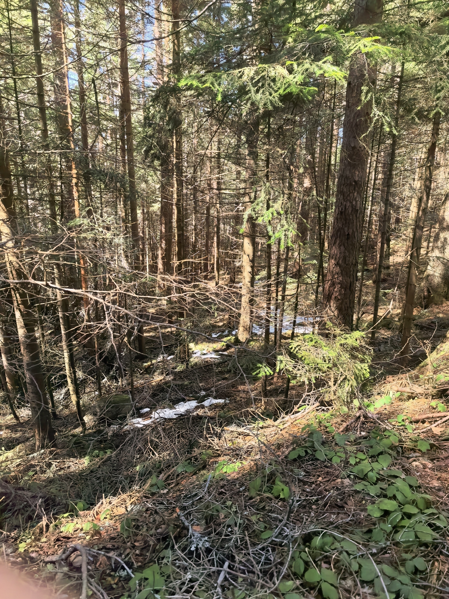 The image depicts a densely wooded area, possibly a forest, with tall, slender trees dominating the scene. Sunlight filters through the canopy, creating dappled light patterns on the forest floor. Patches of snow are visible in the mid-ground, suggesting a recent or ongoing winter season. The foreground is covered with leaf litter, fallen branches, and some green vegetation. The scene appears undisturbed and natural. The location is unknown.