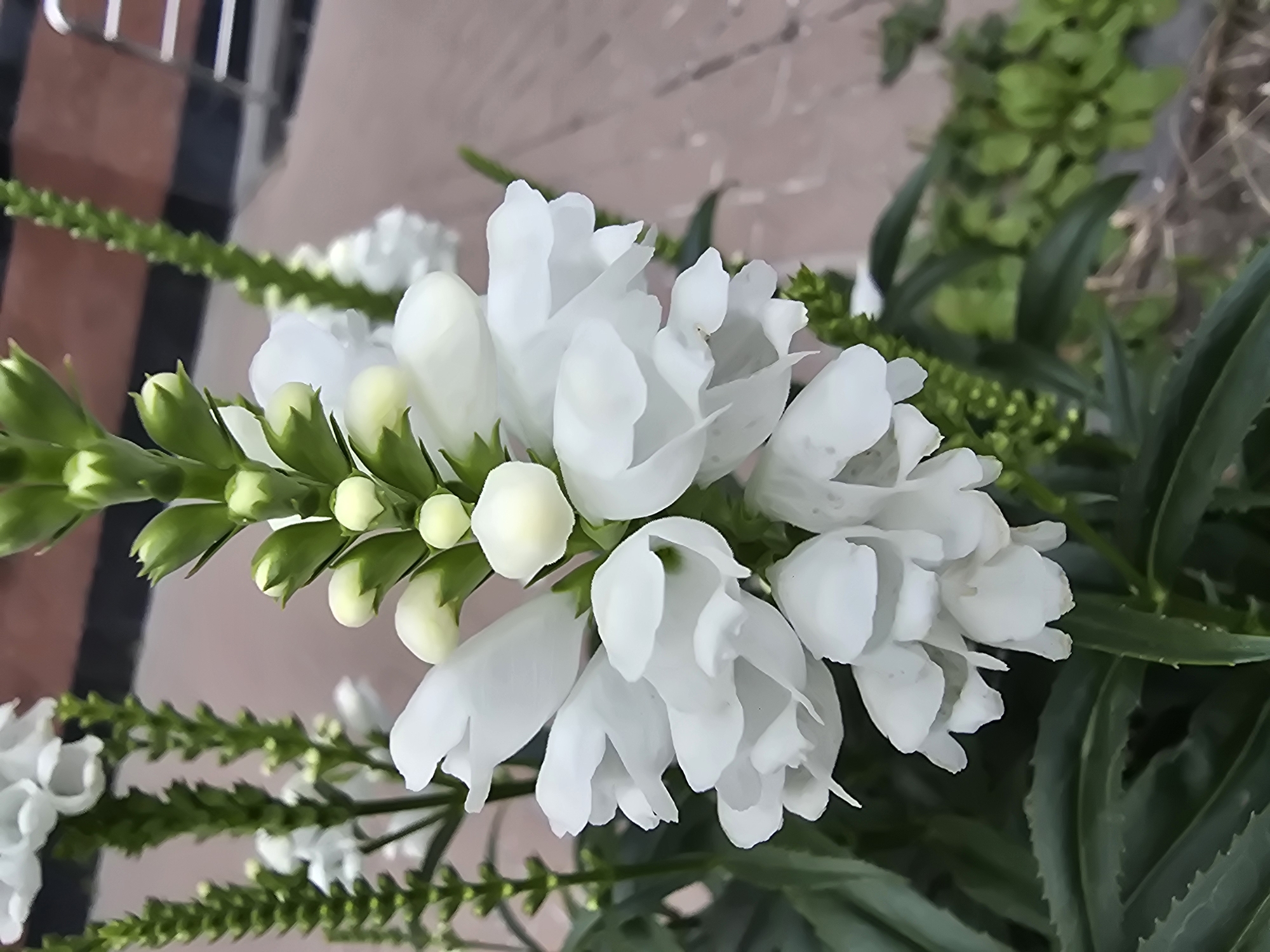 This image depicts a close-up, vertical shot of a cluster of white flowers with green stems and leaves. The flowers are bell-shaped and appear to be a type of Lysimachia clethroides, commonly known as Gooseneck Loosestrife. The blooms are arranged in a spiked inflorescence, with some buds still visible at the top. The background is blurred, showing a paved surface with some brick-like patterns, suggesting an outdoor urban environment. In the upper right corner, a portion of a metal railing is visible. The overall impression is of a well-maintained garden or planted area in a public space. The image was taken in Vyshneve, Ukraine. There are no people or animals present in the frame.
