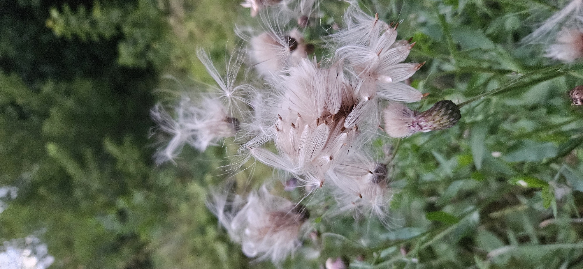 This is a close-up, vertical, outdoor shot of fluffy thistle seed heads in various stages of dispersal against a blurred green foliage background. The foreground is dominated by several seed heads, each topped with fine, wispy white filaments that are beginning to detach and float away. The seeds themselves appear as dark brown or black specks at the base of the filaments. One unopened thistle bud, with purplish-brown spiky bracts, is visible in the lower left portion of the frame. The lighting is soft, suggesting an overcast day or late afternoon. The environment appears natural and uncultivated.
There are no people or animals visible in the image, and no discernable actions or interactions are taking place, beyond the natural process of seed dispersal. The scene is located in the city of Vitsebsk, Belarus, likely in a park, garden, or natural area where thistles are present.