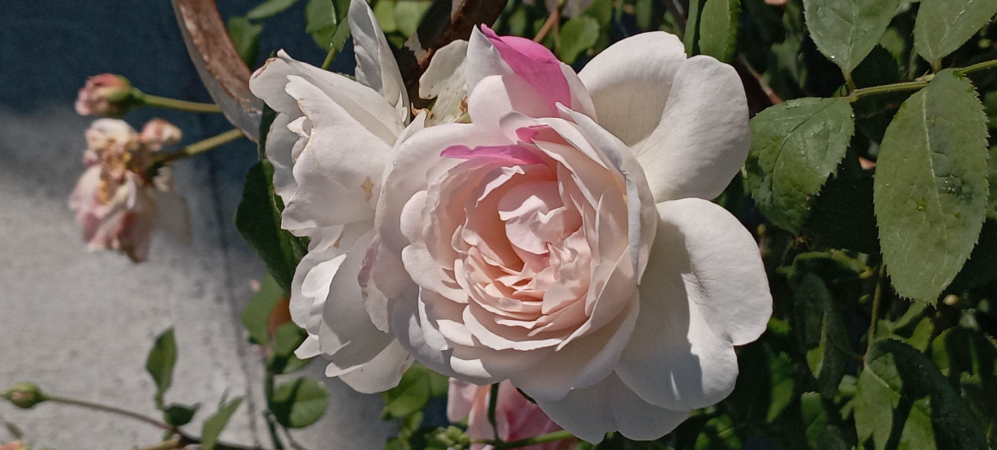 In Radisne, Ukraine, a close-up shot showcases two light pink and white roses in bloom. The rose in the foreground is larger and more fully opened, revealing its delicate petals. A smaller rosebud is visible in the background, along with some green foliage and a hint of a grey, textured wall. The lighting suggests it is daytime, with sunlight casting shadows on the petals.