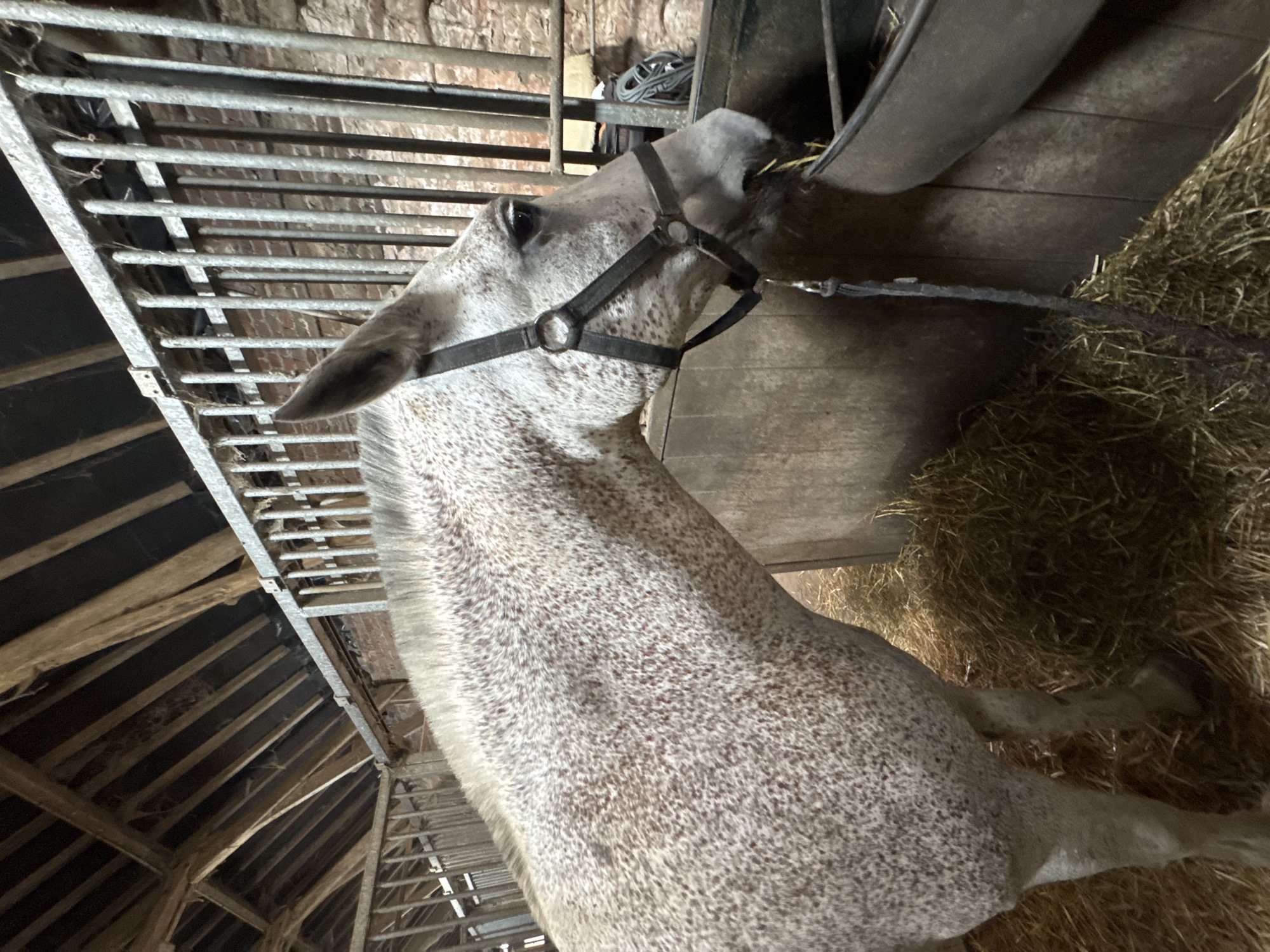 The image depicts the head and neck of a dappled grey horse inside a stable. The horse is wearing a black halter and is eating from a feeder. The stable has a wooden stall with a metal railing, and the floor is covered with hay. The background shows exposed wooden beams of the roof and brick walls. The scene is lit by artificial light, creating shadows. The specific location in Estaimpuis, Belgium cannot be determined from the image.