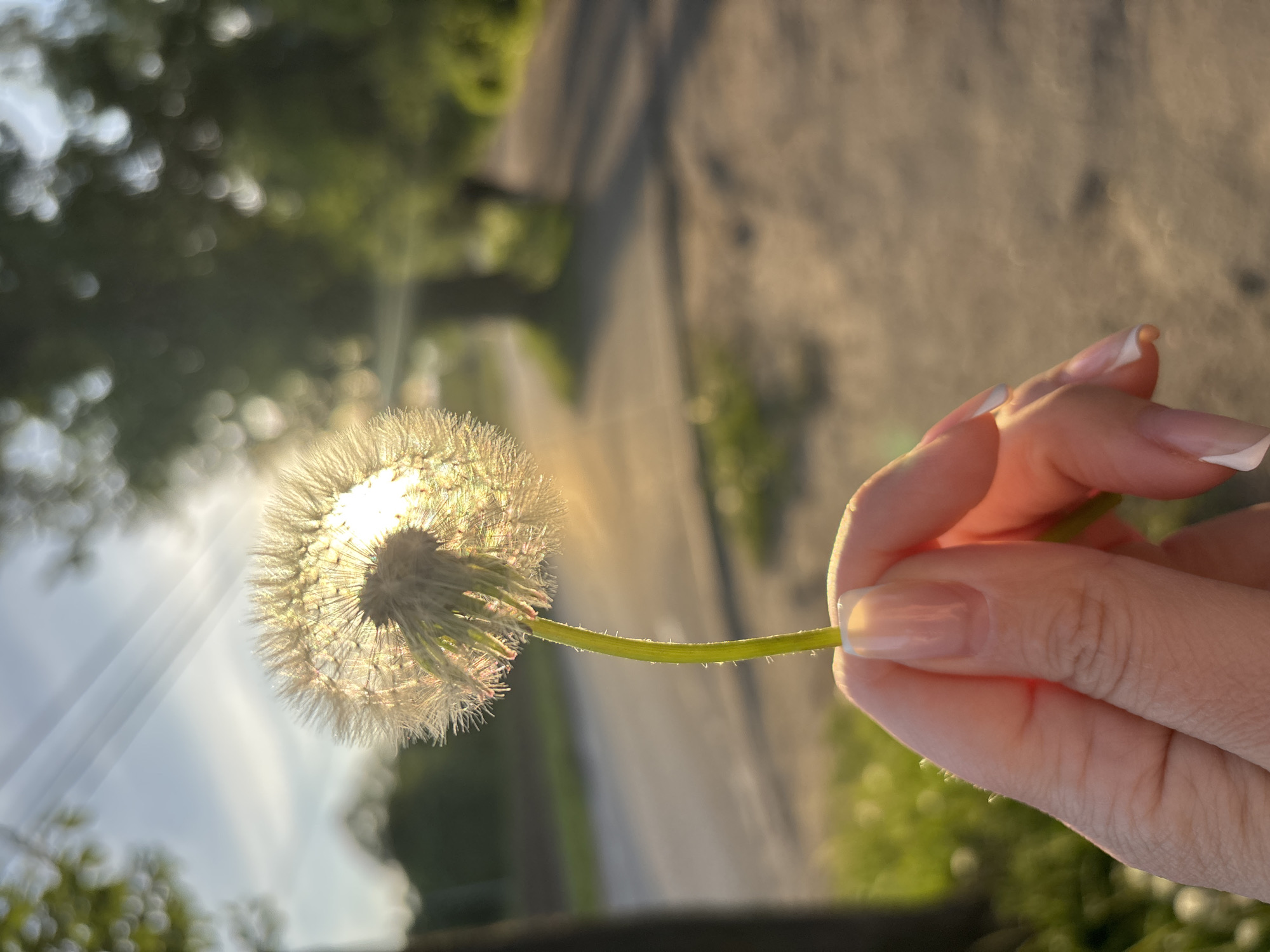 A human hand with manicured nails holds a dandelion flower against a blurred background, possibly in Podosenikha, Russia. The dandelion is illuminated by the sun from behind, creating a halo effect. The background shows a blurred landscape with greenery and what appears to be a road. The hand is light-skinned and slightly blurred, suggesting movement or a shallow depth of field. The focus is primarily on the dandelion and the hand holding it.