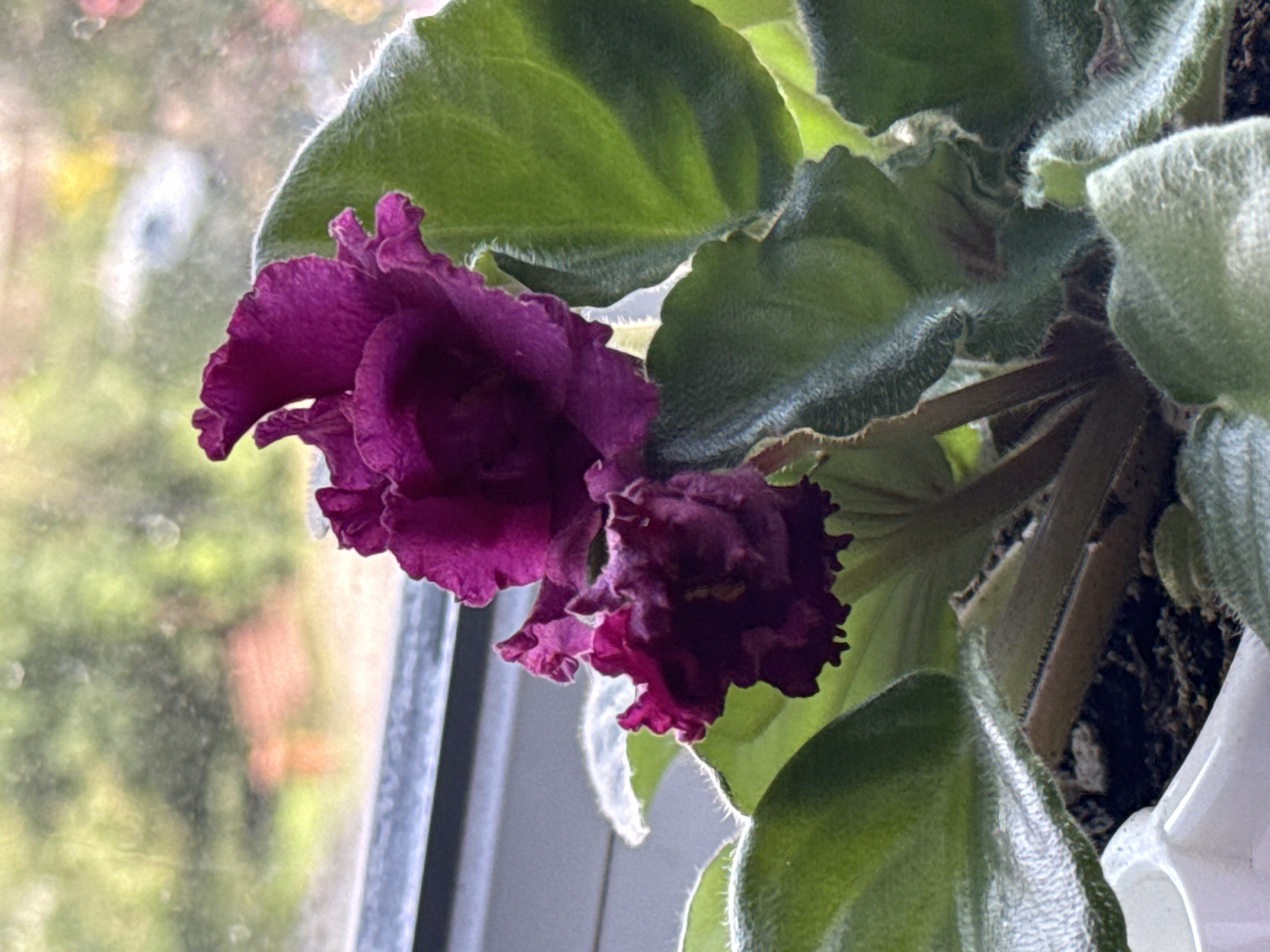 An indoor close-up shot focuses on two ruffled, deep purple African violet flowers blooming in the foreground. The petals have a velvety texture and are arranged in a complex, layered pattern. The flowers are supported by vibrant green leaves, which are also fuzzy and have scalloped edges. The plant is potted in white ceramic container, with dark soil visible. In the background, a window provides a softly blurred view of an outdoor scene. The outdoor elements are indistinct, but suggest greenery and possibly a building with red siding. Sunlight streams through the window, illuminating the plant and creating highlights on the leaves and petals.