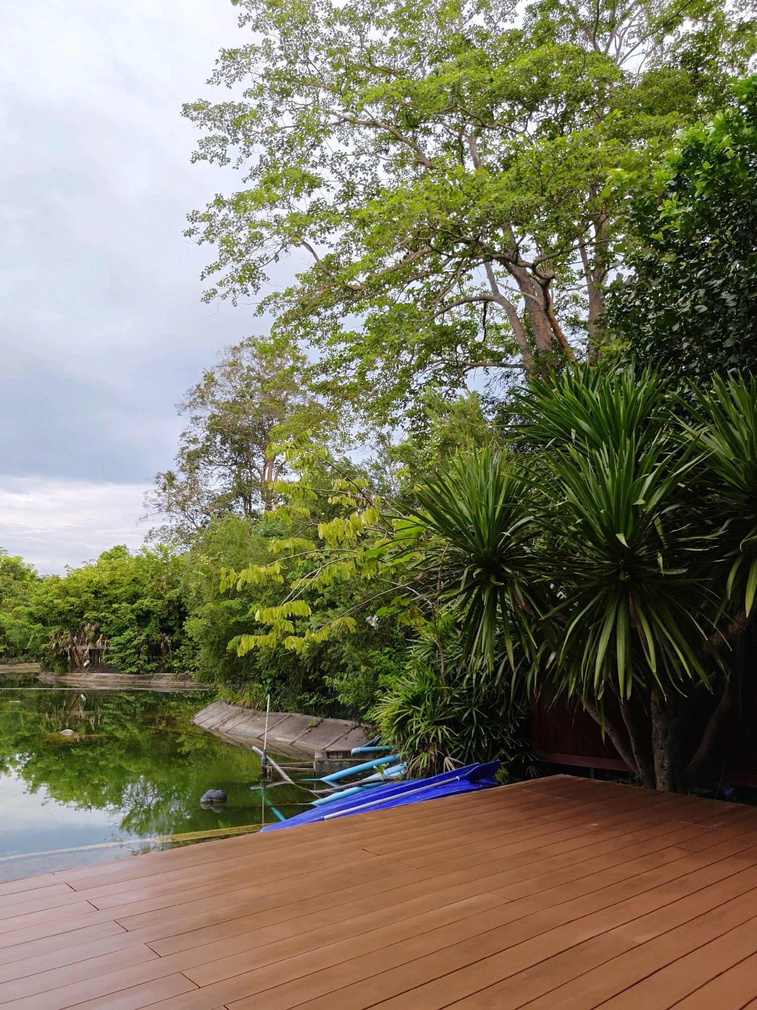A low-angle, eye-level outdoor shot captures a view of a wooden deck overlooking a body of water. The deck, made of brown planks, occupies the foreground and extends into the right side of the frame. Beyond the deck, a tranquil pond reflects lush green trees and a cloudy sky. The water's edge features a concrete embankment, with blue pipes and a dark circular object partially submerged. Dense foliage, including palm-like plants with spiky leaves, frames the pond and the background, creating a tropical ambiance. In the distance, a large tree with a wide canopy dominates the skyline. The scene is set in Mu Si, Thailand, characterized by its verdant natural surroundings.