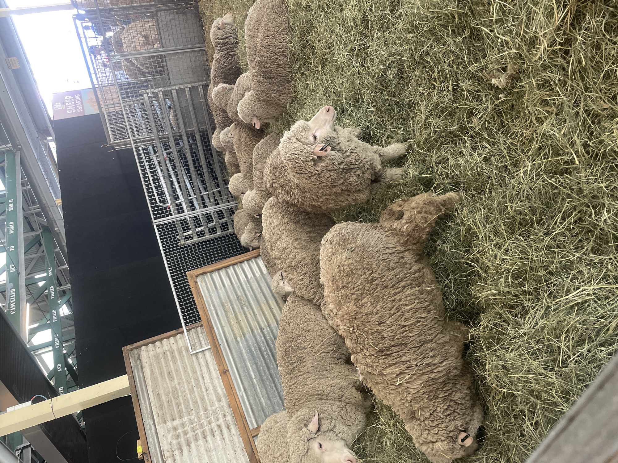 A flock of woolly sheep are resting on a bed of hay in an indoor enclosure. Above them, metal beams support the roof of the structure. Some beams have text painted on them, with phrases like "QUEEN ELIZABETH AND PRINCE PHILIP VISITED HERE" and "CANCELLED DUE TO WORLD WAR II" visible. To the right, a sign reads "EKKA SHEEP SHEARING" with an image of a sheep. The sheep are various shades of tan and brown, with some lying down and others standing. The enclosure appears to be part of a larger exhibition or event space. The image is taken from a slightly elevated perspective, looking down at the sheep.