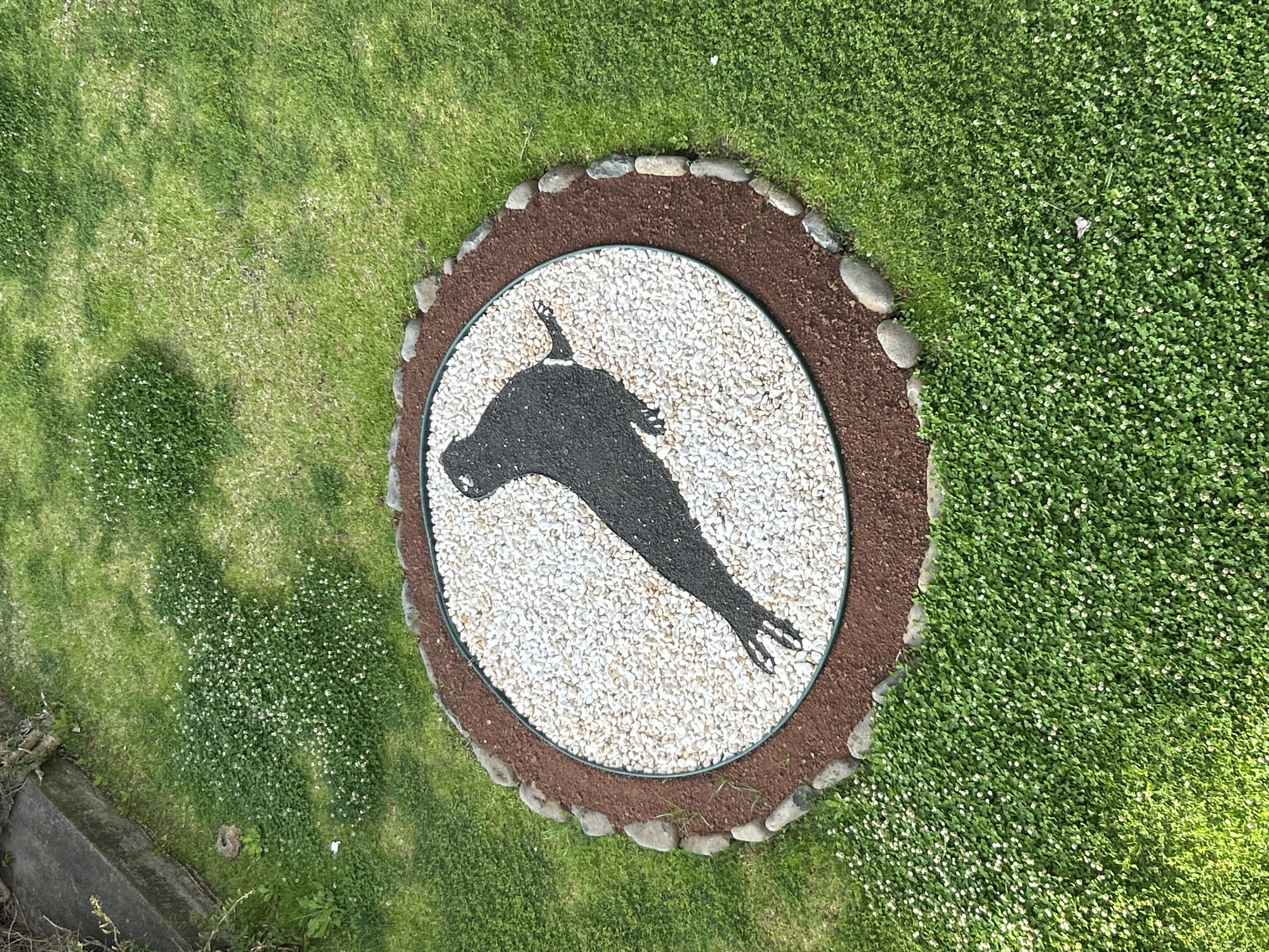 The image presents an aerial view of a circular garden feature set within a verdant lawn, possibly located in the city of Câmara de Lobos, Portugal. The central element is a circle filled with small, white pebbles, displaying a dark silhouette of a bird, possibly a shearwater, a seabird commonly associated with the Madeira archipelago. This circle is bordered by a ring of brown mulch or soil, which is then edged with a row of smooth, grey stones. The surrounding ground cover consists of grass and dense green vegetation with small white flowers. The overall impression is one of a well-maintained and decorative garden area. The vegetation around the round garden feature is not mown in a standard way.