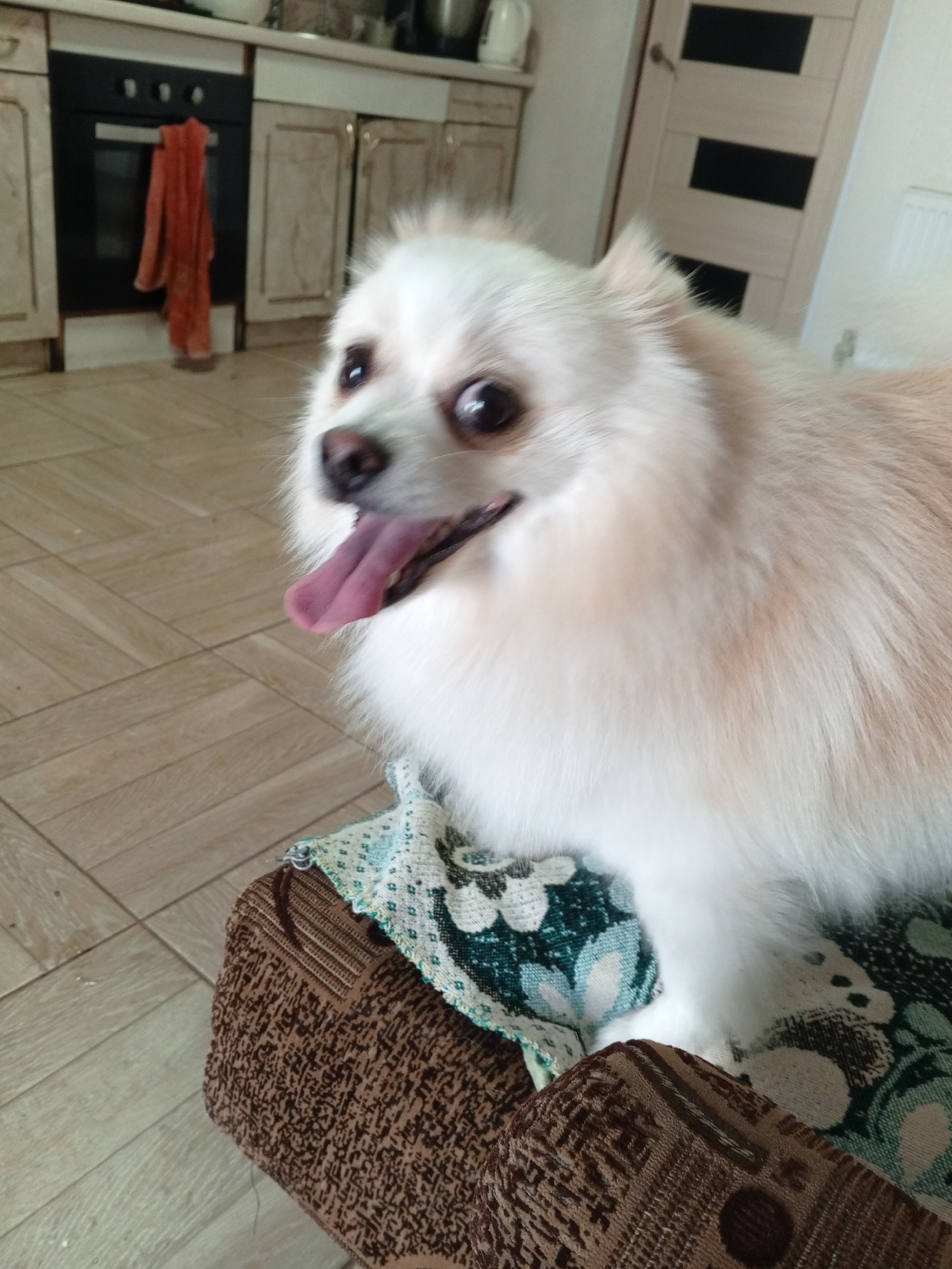 In an indoor setting, a fluffy white Pomeranian dog is the central subject. The dog is panting with its tongue out, and its eyes are wide open. It is positioned on a patterned fabric surface, which appears to be a piece of upholstery. The background shows a kitchen area with cabinetry, an oven with an orange towel hanging from it, and tiled flooring. A closed door with black panels is also visible. The overall scene suggests a domestic environment.