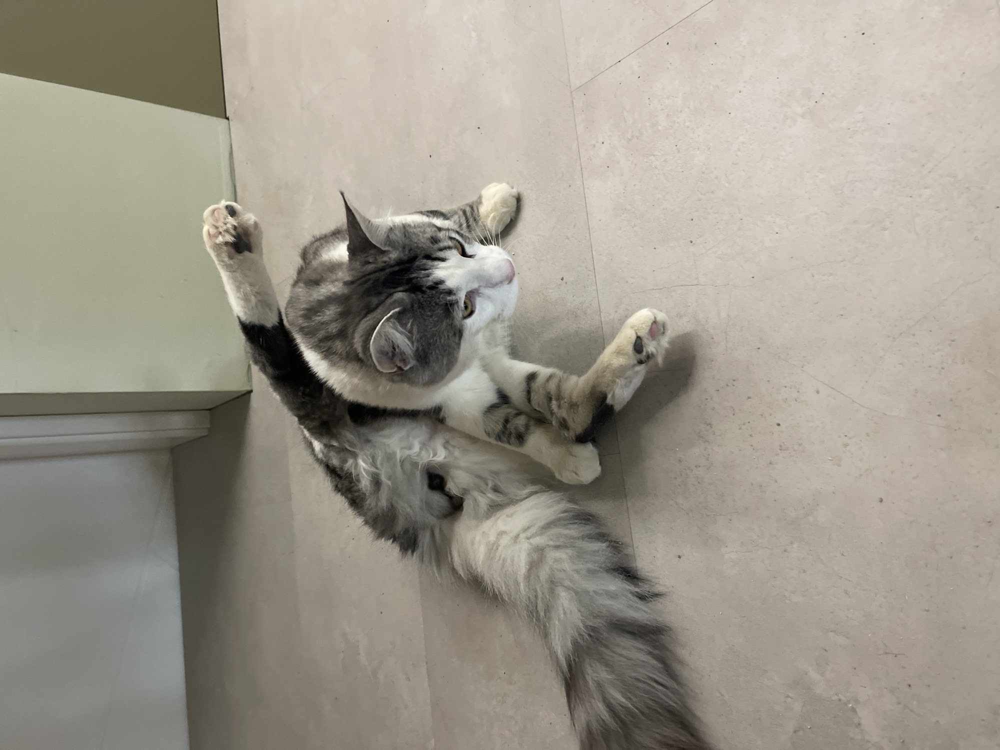 A grey and white cat is lying on its back on a light grey tile floor. It has one paw raised high in the air and the other wrapped around one of its hind legs. The cat is looking up. Part of a white cabinet is visible in the upper left corner of the image. The location is unknown, and there is no evidence to indicate that the image was taken in Sofia, Bulgaria.