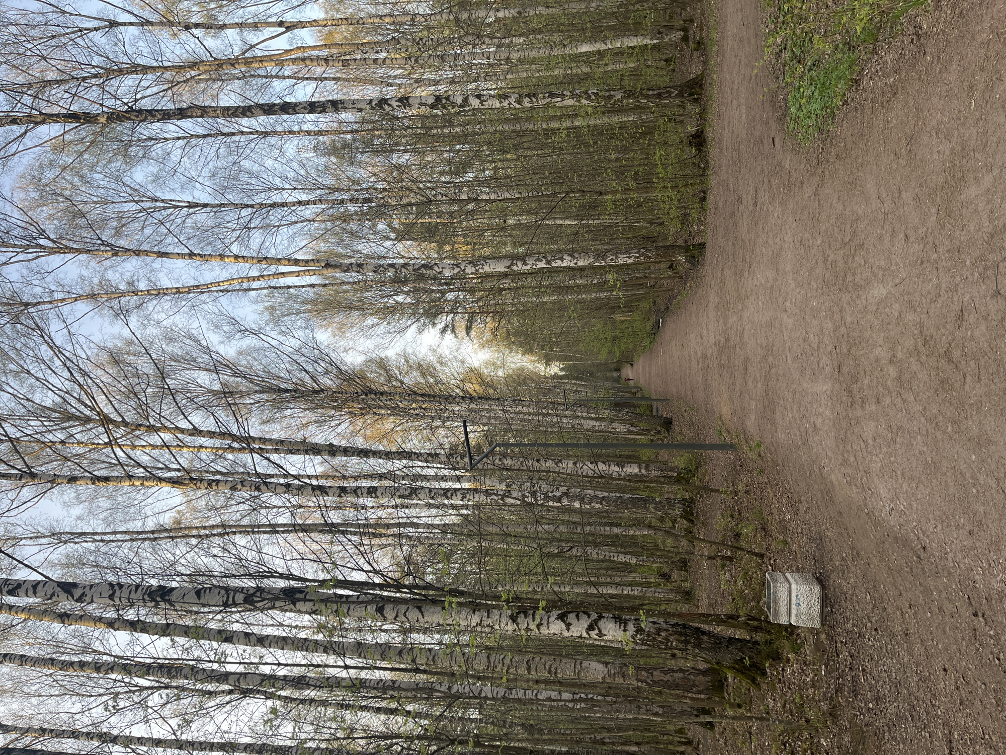 The image shows a path in a forest setting, likely within a park or green space. The path is made of dirt or gravel and extends into the distance, flanked on both sides by tall, slender trees, primarily birch trees, identified by their distinctive white bark. Many trees are still without leaves, although some show the emergence of early spring foliage. There are what appear to be lamps beside the path. There is a stone planter to the right of the path in the foreground.
The location is likely in Saint Petersburg, Russia, given the prevalence of birch trees, which are characteristic of the region's landscape. Based on the style of lighting and landscaping features, the scene could be in a park or garden setting such as the Summer Garden, Tavrichesky Garden, or another similar green space within the city.