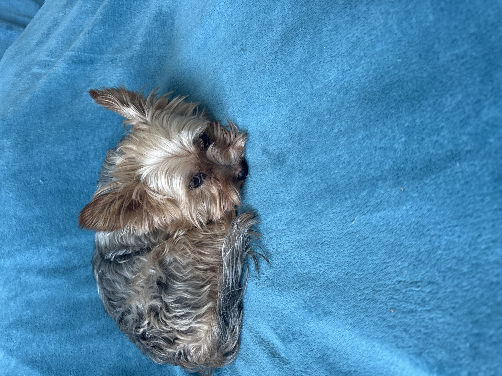 A Yorkshire Terrier dog is curled up on a bright blue blanket. The dog's fur is a mix of grey, black, and tan, with its head resting on the blanket. Its eyes are dark and appear to be looking down. The background is entirely the textured blue blanket, with some soft folds and shadows indicating the texture. The scene is indoors, likely a home setting. The image was taken in Agios Tychona Community, Cyprus.