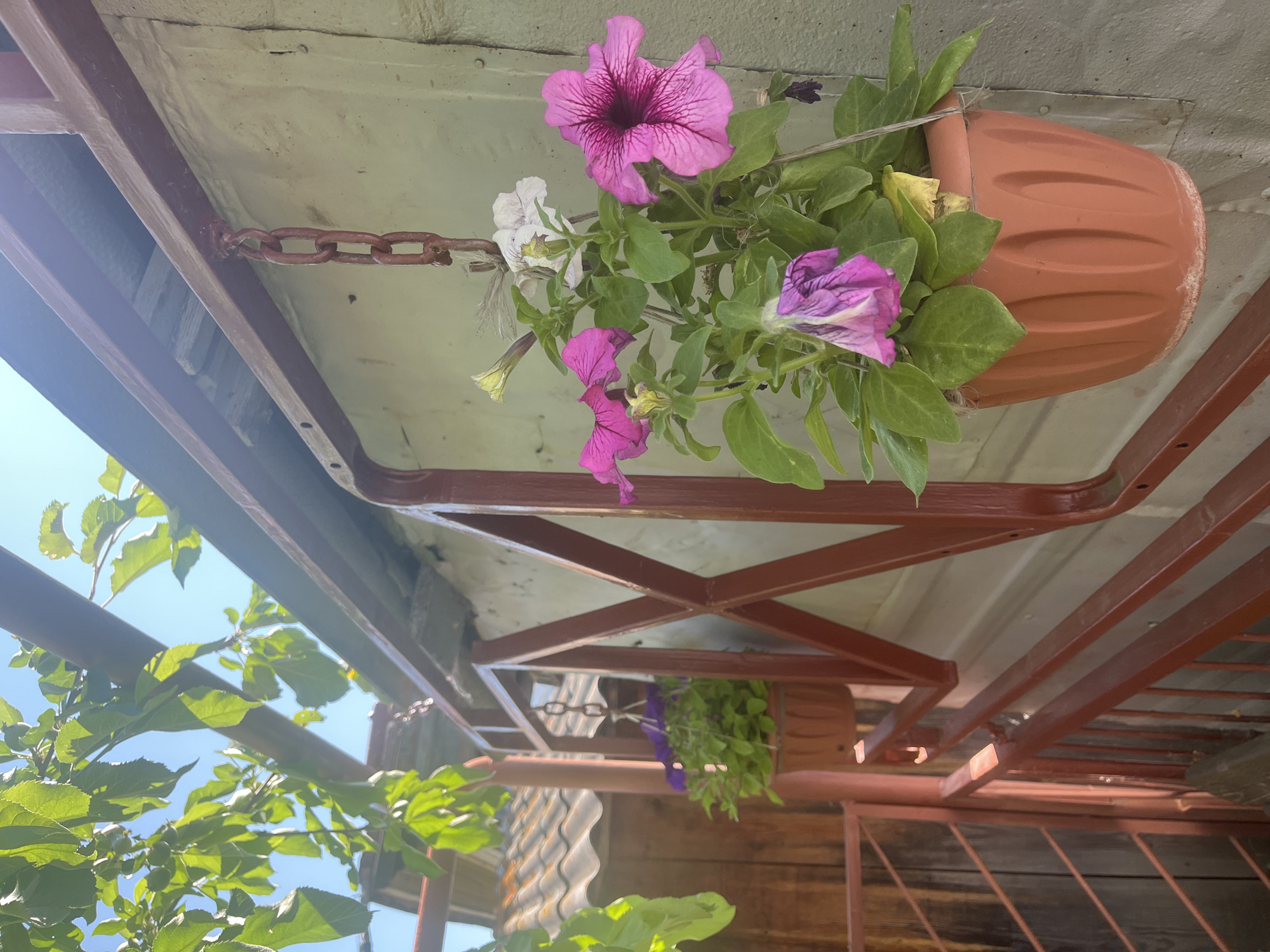 This image depicts a close-up view of hanging petunia plants in terracotta pots, suspended from a rusty metal railing against a textured wall. The railing, painted a dark red, features decorative geometric elements. In the background, a weathered wooden fence and a tiled roof are visible under a clear blue sky. Lush green foliage, likely from a nearby tree or vine, drapes into the frame from the upper left, catching sunlight and creating a dappled effect. The scene appears to be an outdoor domestic setting. The city of Shadrinsk, Russia, is not explicitly depicted or implied by any recognizable landmarks or contextual cues within the image.