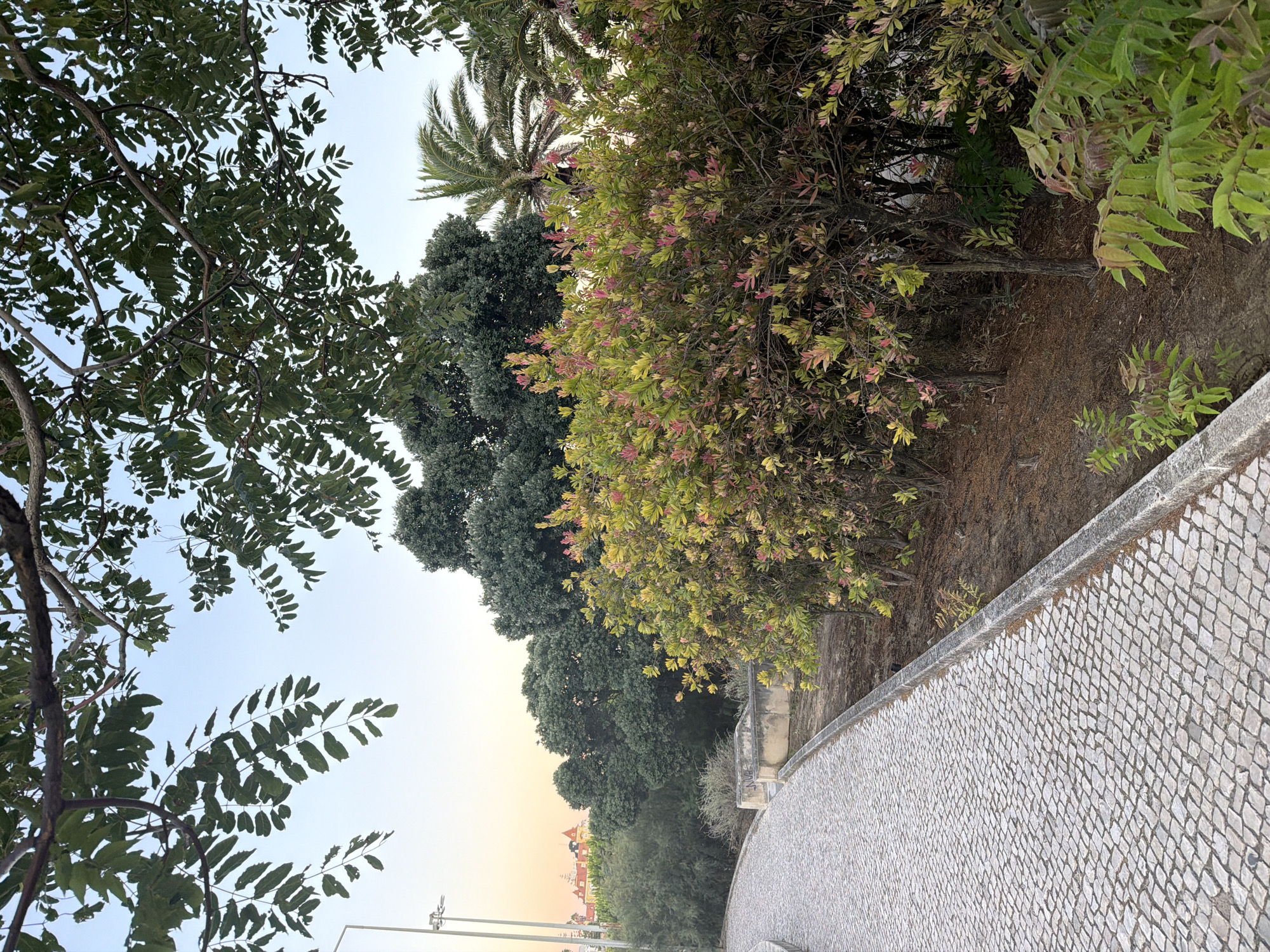 The image depicts a paved pathway in the city of Cascais, Portugal, adjacent to a vegetated area with various trees and shrubs. The pathway is constructed from small, light-colored cobblestones arranged in a regular pattern. A concrete curb runs along the edge of the pathway. To the right of the pathway, there is a dense shrubbery with green and pinkish leaves, and behind it, larger trees, including a palm tree. In the background, a building with a red roof is visible. The sky is clear and light blue, suggesting it is either early morning or late afternoon. The scene appears to be a public park or garden area. There are no people visible in the image.