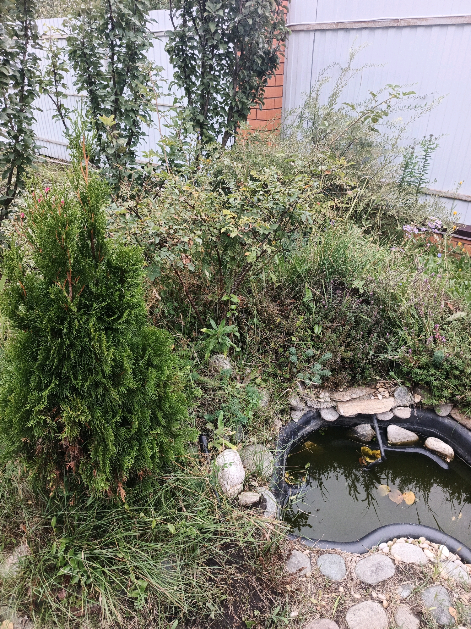 In Bessonovka, Russia, a small, irregularly shaped garden pond is bordered by various plants and stones. The pond itself is filled with dark water and has a few fallen yellow leaves floating on the surface. A black rubber liner forms the edge of the pond, which is partially covered by stones of varying sizes, including some larger, flat ones. Adjacent to the pond is a prominent, conical evergreen shrub, likely a Thuja, with lush green foliage. Surrounding this are areas of taller grass and other low-lying vegetation, some with small, pinkish-red buds or flowers visible. In the background, a light-colored corrugated metal fence runs horizontally, with a section of reddish brick wall visible on the left. Various trees with green foliage are positioned in front of the fence. The overall impression is of a somewhat overgrown, naturalistic garden setting.