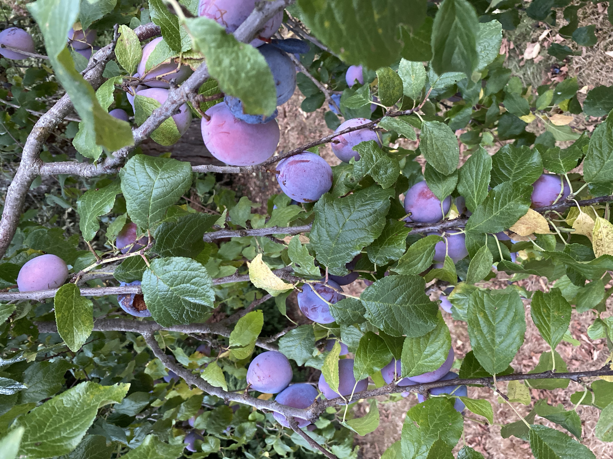 A close-up, eye-level, outdoor shot captures a branch of a plum tree laden with ripe plums in Courpière, France. The plums are a vibrant mix of purple and pink, with some appearing slightly bruised or damaged, suggesting they are ready for harvest or have been pecked by birds. Lush green leaves, some tinged with yellow, surround the fruit, creating a natural, rustic scene. The background is softly blurred, hinting at more foliage and the dry, earthy ground of the orchard. The image is filled with the abundance of the fruit-bearing season, showcasing the natural beauty of the produce growing on the tree.