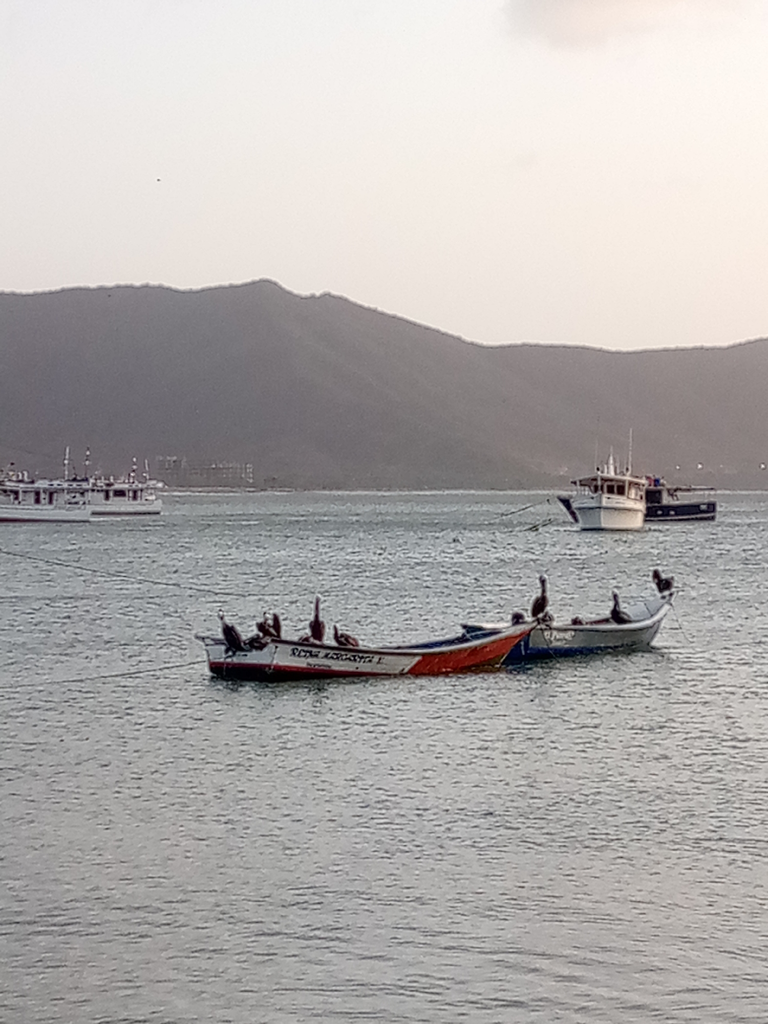 The image depicts a marine scene in Juan Griego, Venezuela. Two small fishing boats are in the foreground, connected side-by-side. Several dark birds, possibly cormorants, are perched on the boats. In the midground, two larger boats, presumably larger fishing vessels or possibly small passenger ferries, are visible. The background features a hazy coastline with low, grey mountains. The water appears calm with subtle ripples, suggesting minimal wind. The sky is overcast, indicating a potentially early morning or late afternoon time.