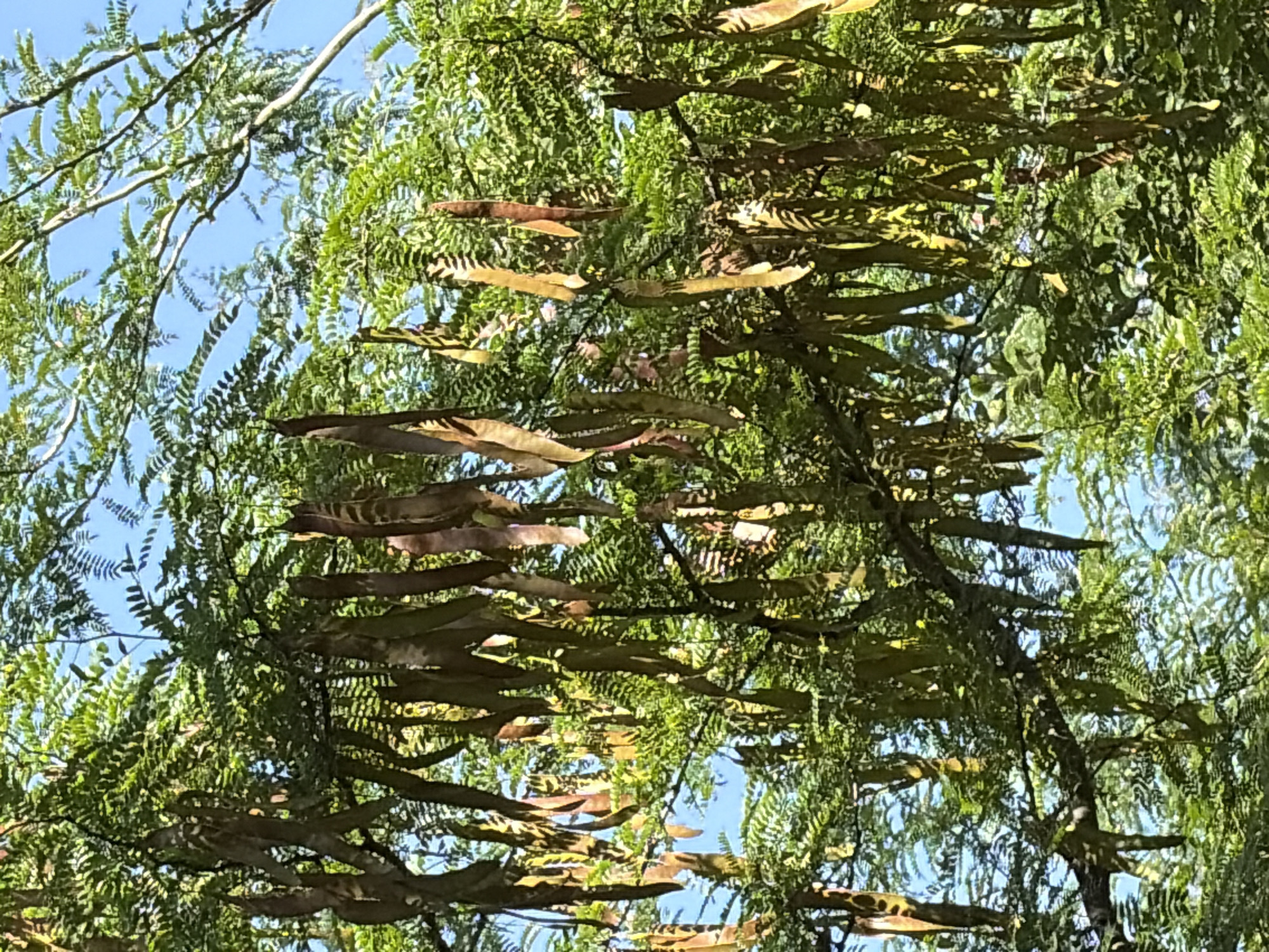 The image shows a close-up view of a tree with numerous long, brown seed pods hanging from its branches. The pods are elongated and somewhat flattened, with a curved shape. The tree has dense green foliage, with the leaves appearing small and feathery. Sunlight filters through the leaves and pods, creating dappled patterns of light and shadow. The sky is visible in the background, appearing bright blue. The scene suggests a natural outdoor environment, likely a park or a yard within a city. The focus is on the tree and its fruit.