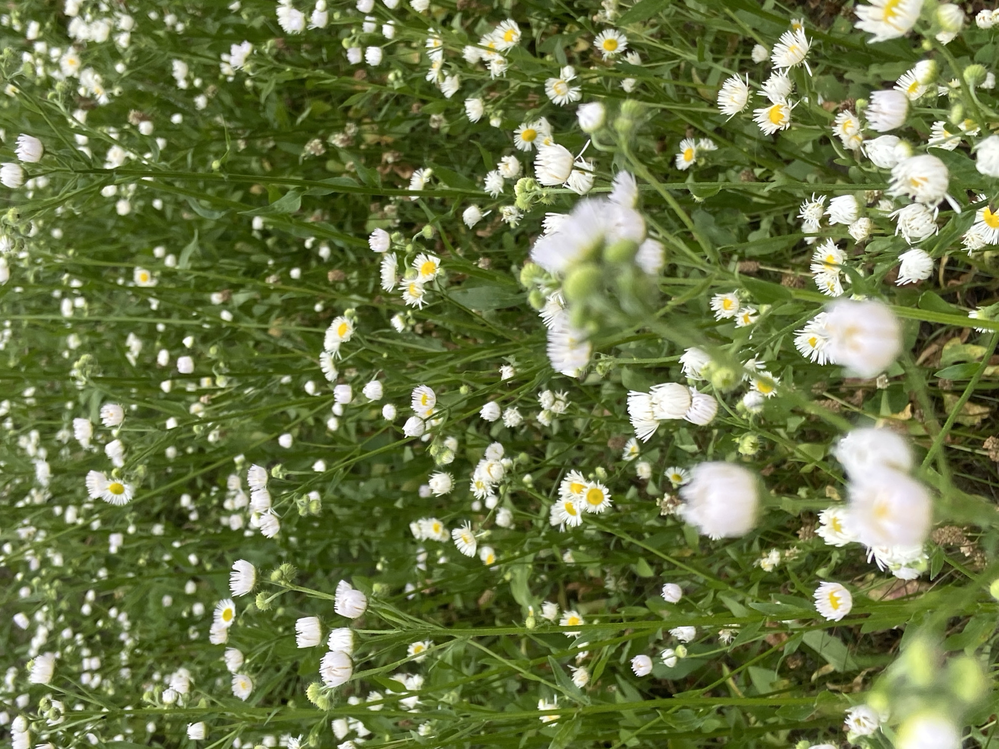 This is a close-up, eye-level shot of a dense field of small white wildflowers with yellow centers, likely daisies or a similar species. The flowers are in various stages of bloom, with some in bud and others fully open. The background is a blur of green foliage and more flowers, creating a soft, naturalistic effect. The lighting appears to be overcast or diffused, which contributes to the gentle mood of the image. There are no people or any man-made objects visible in the scene. The location is not specified, but the image depicts a natural outdoor environment.