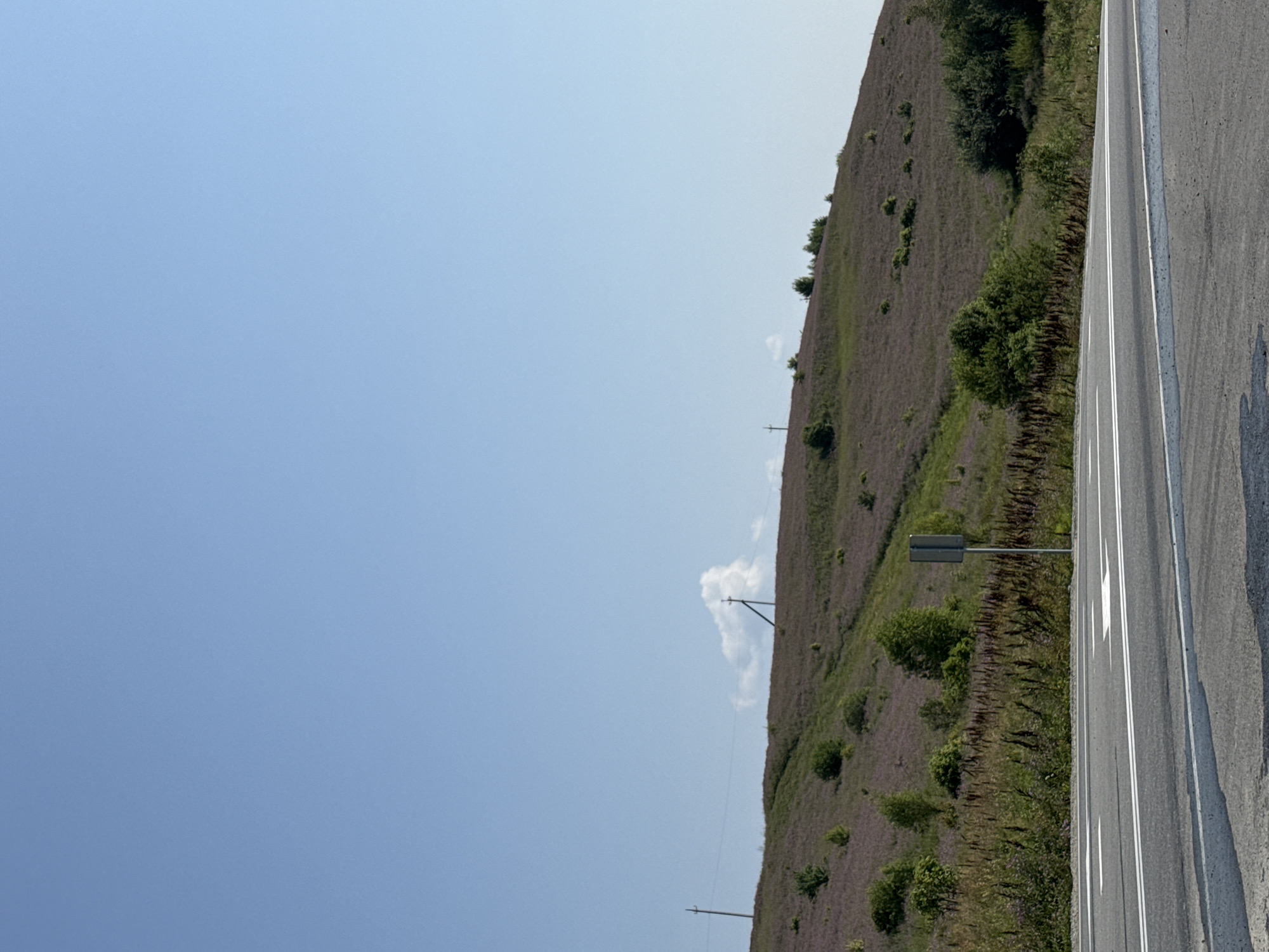 The image depicts a roadside view on a clear, sunny day in Choya, Russia. A paved road with white lane markings occupies the foreground, curving slightly to the right. Beyond the road, a gently sloping hill is covered in dense, low-lying vegetation, appearing purplish in color, likely indicating a field of wildflowers or heather. Scattered trees and bushes dot the hillside, with a cluster of taller green trees on the right side of the frame. Power lines stretch across the upper portion of the hill, supported by utility poles. One pole is visible on the left, and another is more centrally located. A single cloud formation is present in the sky above the hill, near the utility poles. A dark, rectangular signpost stands on the right side of the road, just before the hillside begins. The environment appears rural and natural.