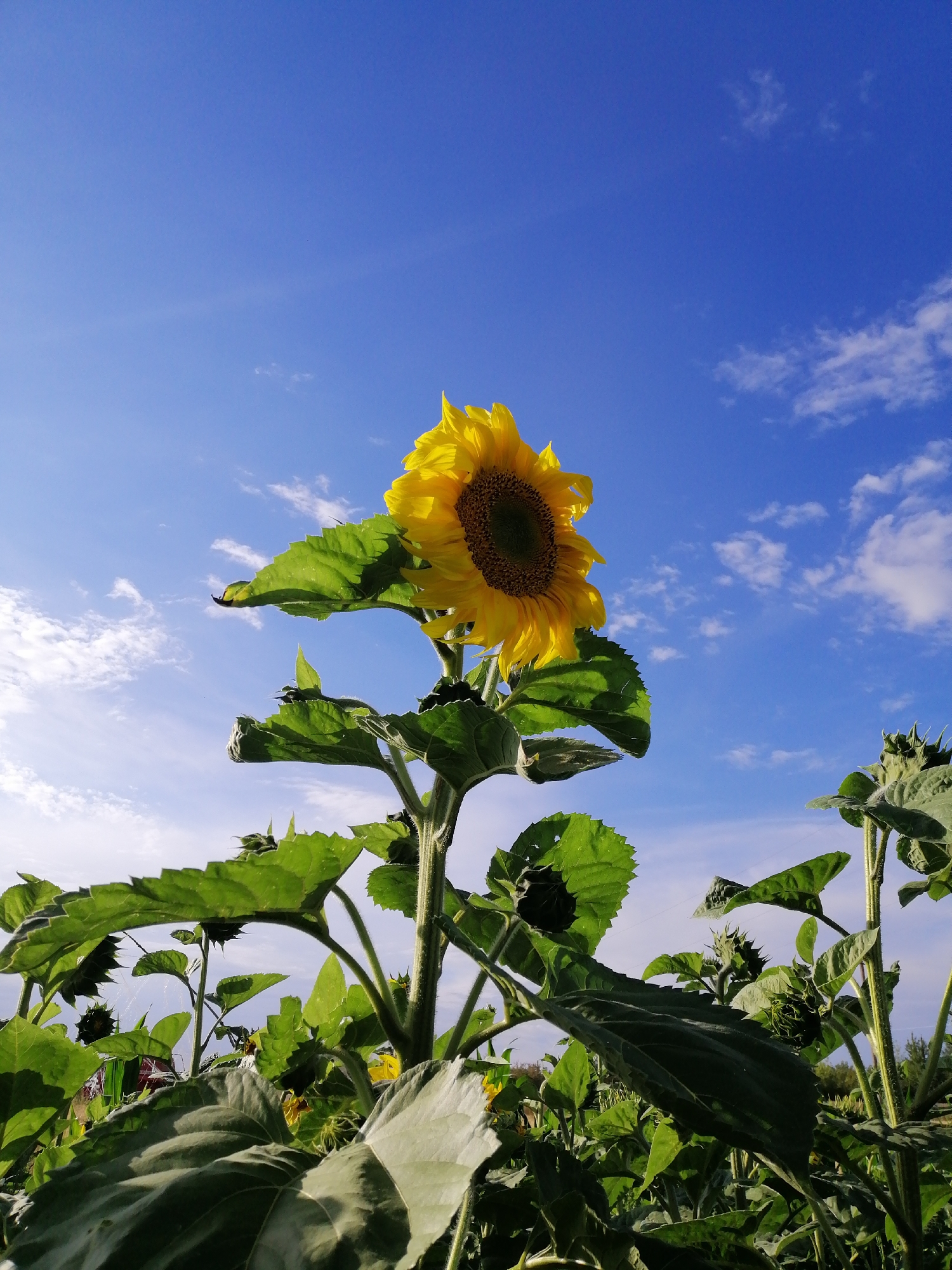 A low-angle, full shot captures a field of sunflowers under a bright blue sky with scattered white clouds. The central subject is a single, fully bloomed sunflower with bright yellow petals and a dark brown center, positioned in the upper center of the frame. Its large, green leaves are visible, some casting shadows. To the right and left of the central sunflower are other sunflowers in various stages of development, some with closed buds. The background consists of a clear, expansive blue sky. The image appears to be taken outdoors in a rural setting, possibly a sunflower farm in Mali Kuskivtsi, Ukraine, given the presence of numerous sunflowers. There are no people or animals visible in the frame.