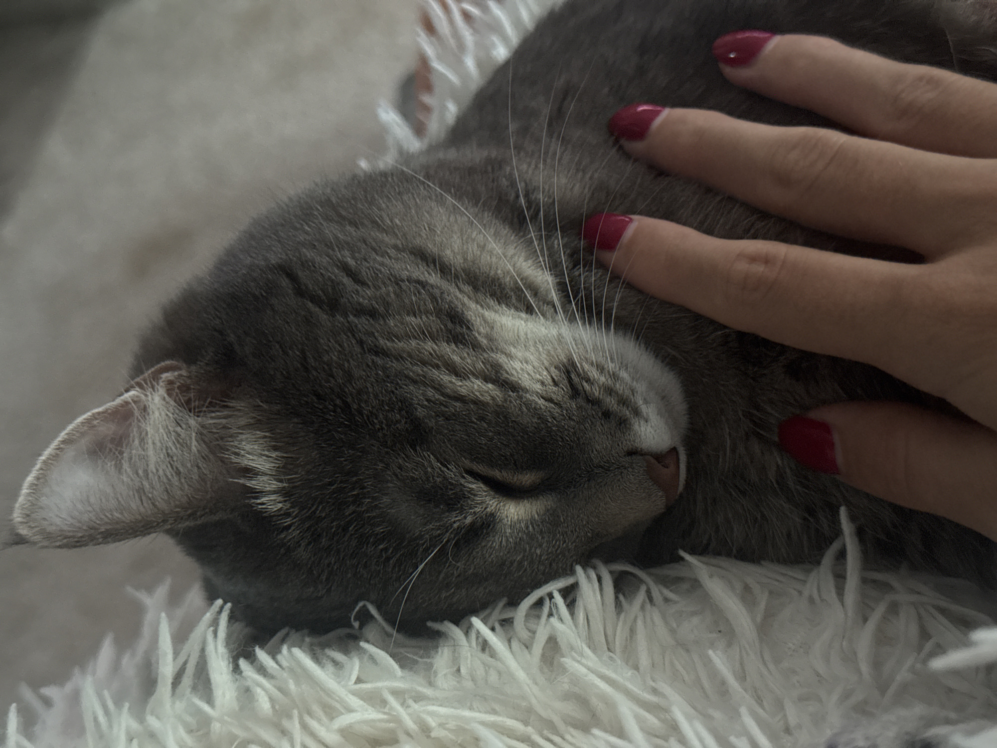 A close-up shot shows a sleeping gray tabby cat nestled into a fluffy white blanket. A human hand with bright red nail polish gently rests on the cat's fur, with fingertips visible in the foreground. The cat's eyes are closed, and its ears are relaxed. The background is softly blurred, suggesting an indoor setting. There is no indication of the image being taken in Chaikovsky, Russia.