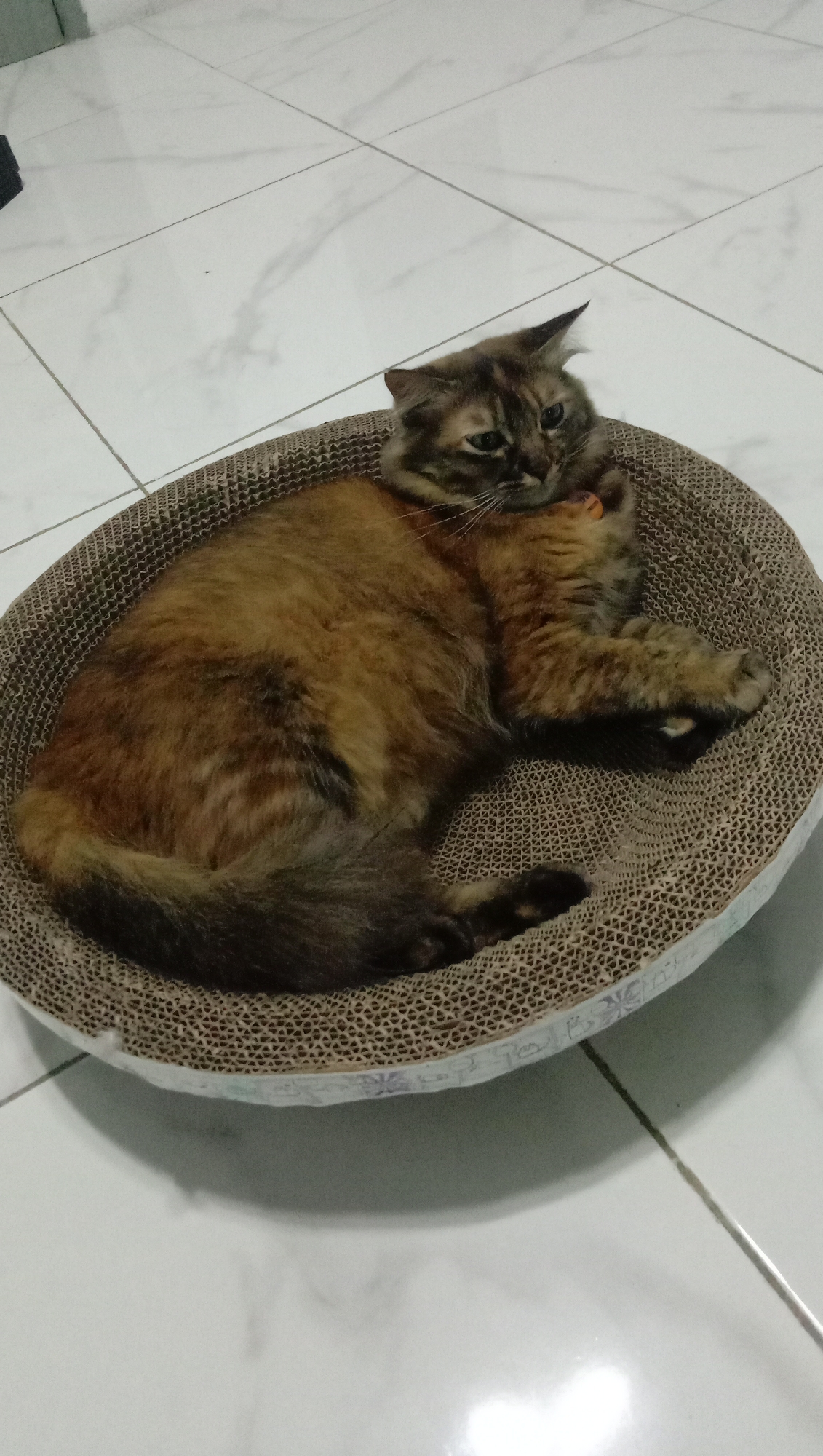 A tortoiseshell cat is resting in a circular corrugated cardboard cat bed. The cat is curled up on its side, facing right, with its head resting on its paws. Its fur is a mix of brown, black, and orange. The cat bed is placed on a white tiled floor, which appears to be in a room. The lighting suggests an indoor environment. The image does not contain any elements to indicate a specific location within the city of Karangmangu, Indonesia.