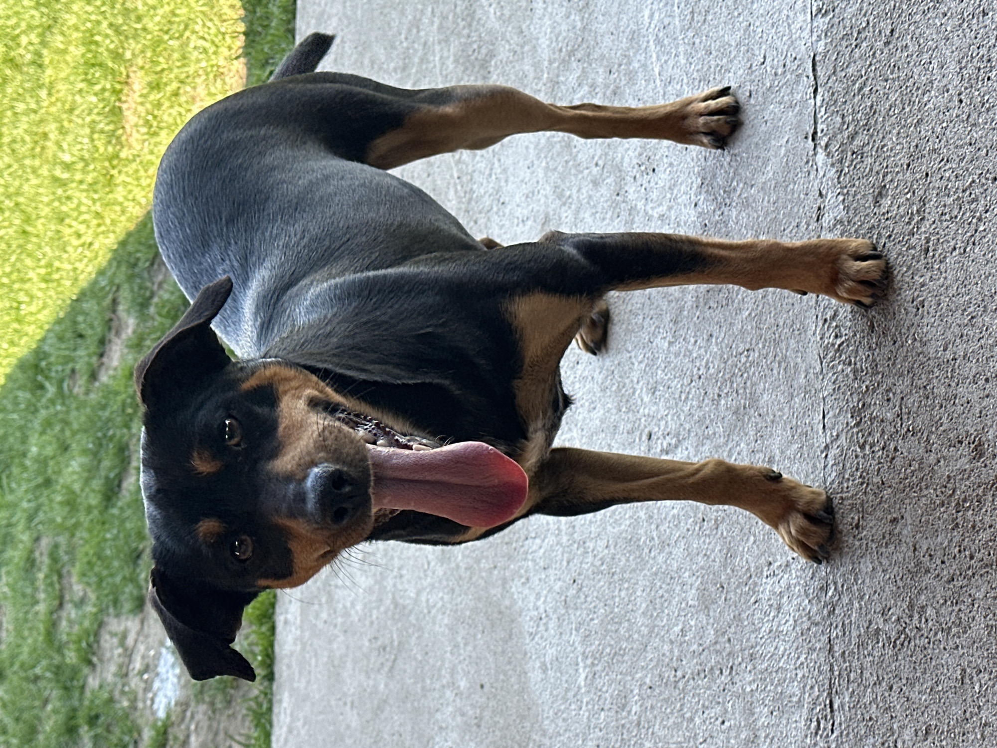 A black and tan dog lies on a concrete surface, its tongue extended. Grass is visible in the background.