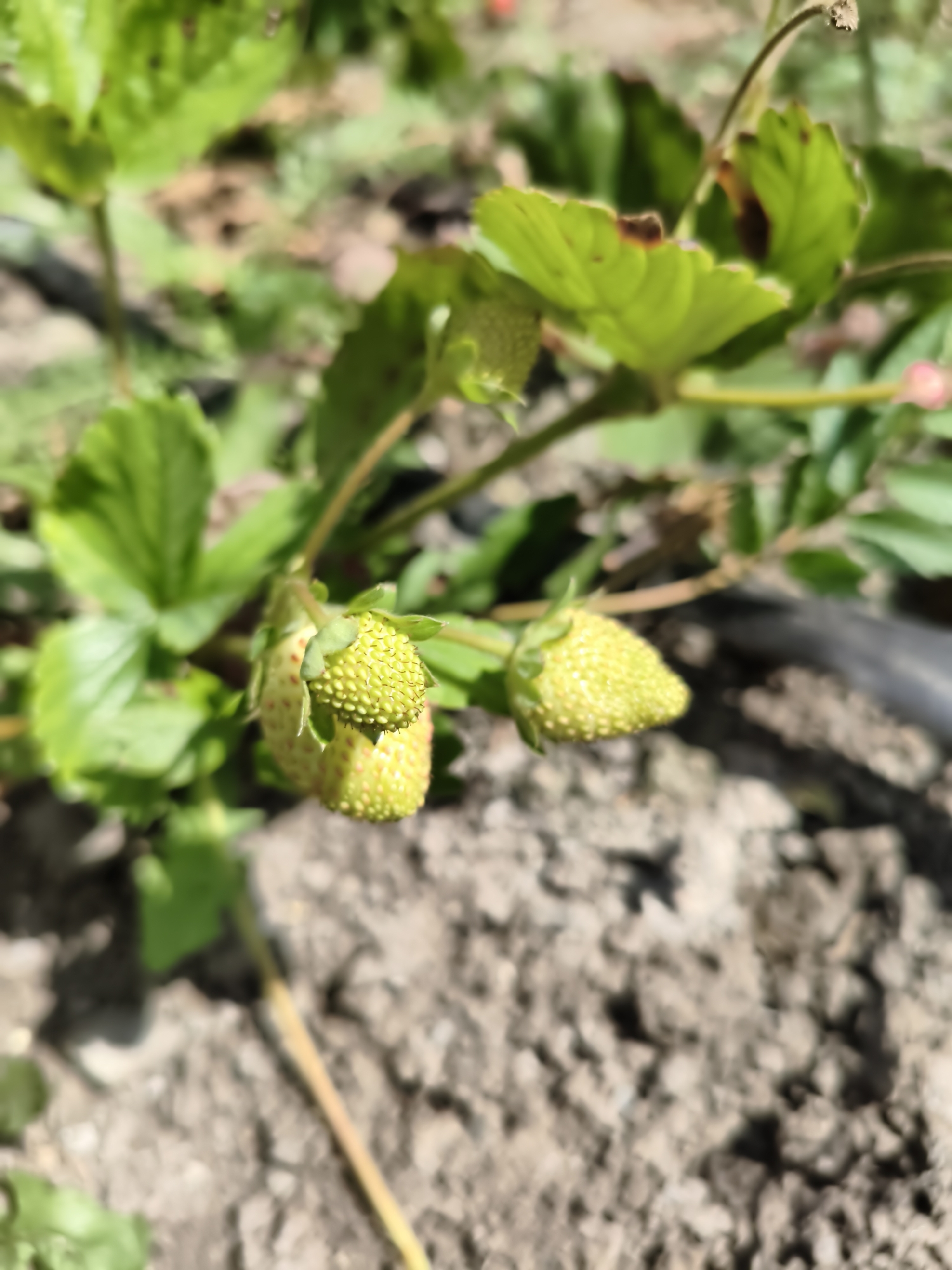 The image shows a close-up of unripe green strawberries growing on a plant in what appears to be a garden or agricultural setting. The strawberries are small and have a textured surface with visible seeds. The plant has green leaves, some of which show signs of browning or damage. The ground beneath the plant is composed of soil and small rocks. In the background, there is a black hose or tube, possibly part of an irrigation system. The scene is lit by natural sunlight, casting shadows. There are no people or animals visible in the image. The location in Aktobe, Kazakhstan cannot be determined from the visual information provided.