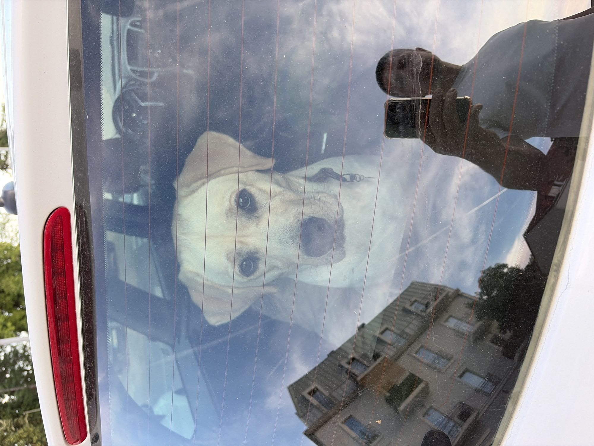 A light-colored dog with dark eyes and floppy ears is looking out of the rear window of a white vehicle. The dog's head and shoulders are visible. The interior of the vehicle is dimly lit, but the steering wheel and dashboard are faintly discernible. Reflections on the window obscure parts of the interior and include a blurred image of a multi-story building with balconies, trees, and the sky. In the foreground, a person's reflection is visible, holding a smartphone and taking a picture of themselves. The scene appears to be outdoors, possibly in a city, given the building's presence. The overall impression is a candid snapshot taken from the exterior of the vehicle.