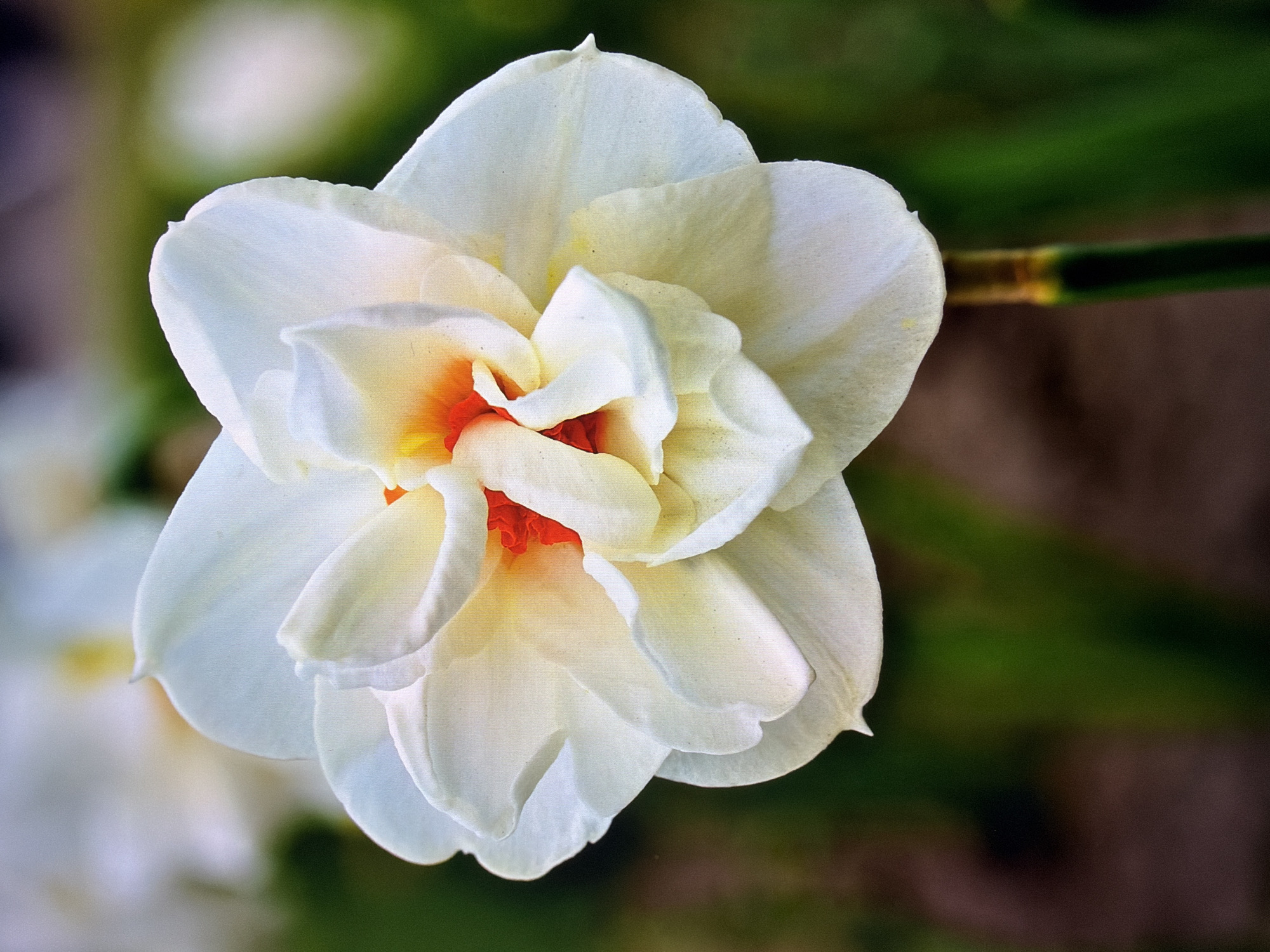A close-up, shallow-depth-of-field photograph shows a white daffodil with a ruffled center of orange and yellow. The flower is in focus, with the background blurred into shades of green and brown. The stem of the daffodil is visible at the bottom of the frame, transitioning from green to yellow at the point where it connects to the flower. The image is devoid of any human presence or urban elements, suggesting a natural setting, potentially a garden or park within Kyiv, Ukraine, though no specific landmarks are identifiable.