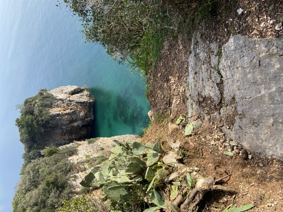 An elevated, high-angle view captures a rugged coastal landscape. In the foreground, the ground consists of loose soil, small rocks, and a prominent large, flat gray rock slab that appears worn and cracked. To the left, a large cluster of green prickly pear cactus (Opuntia) is visible, with some detached pads resting on the earth. Sparse green vegetation, including small bushes and grasses, grows along the immediate edge. The midground features steep, rocky cliffs heavily covered with dense green trees and foliage, plunging directly into calm, clear turquoise seawater. A distinct, tall, rugged rock formation or sea stack, also topped with vegetation, stands prominently in the center-right, exhibiting visible horizontal rock stratification. The water color transitions from a vibrant turquoise near the cliffs to a deeper blue further out. The background shows the open sea extending to a hazy horizon under a mostly clear, light blue sky. No people, specific actions, or interactions are present in the scene. The location is a coastal area in the city of Unknown, Unknown.